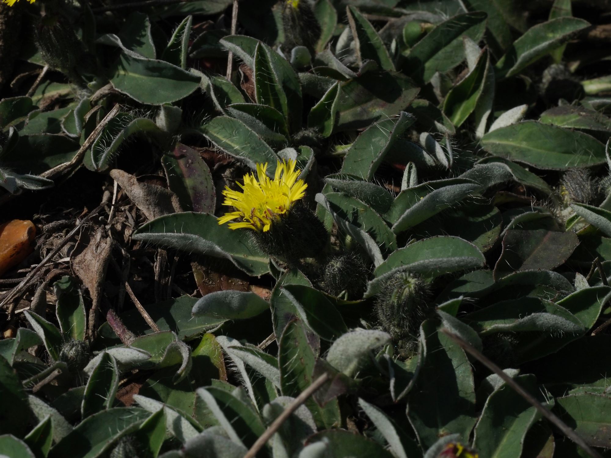 Image of Hieracium sabaudum subsp. vagum