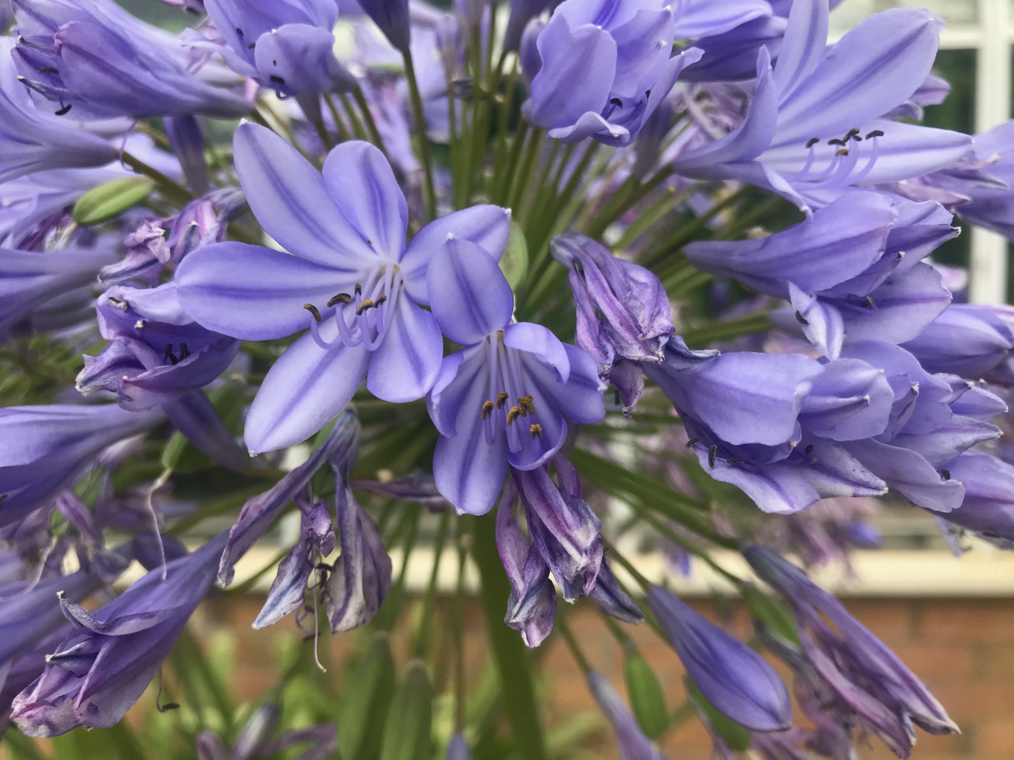 Image of Agapanthus praecox subsp. orientalis