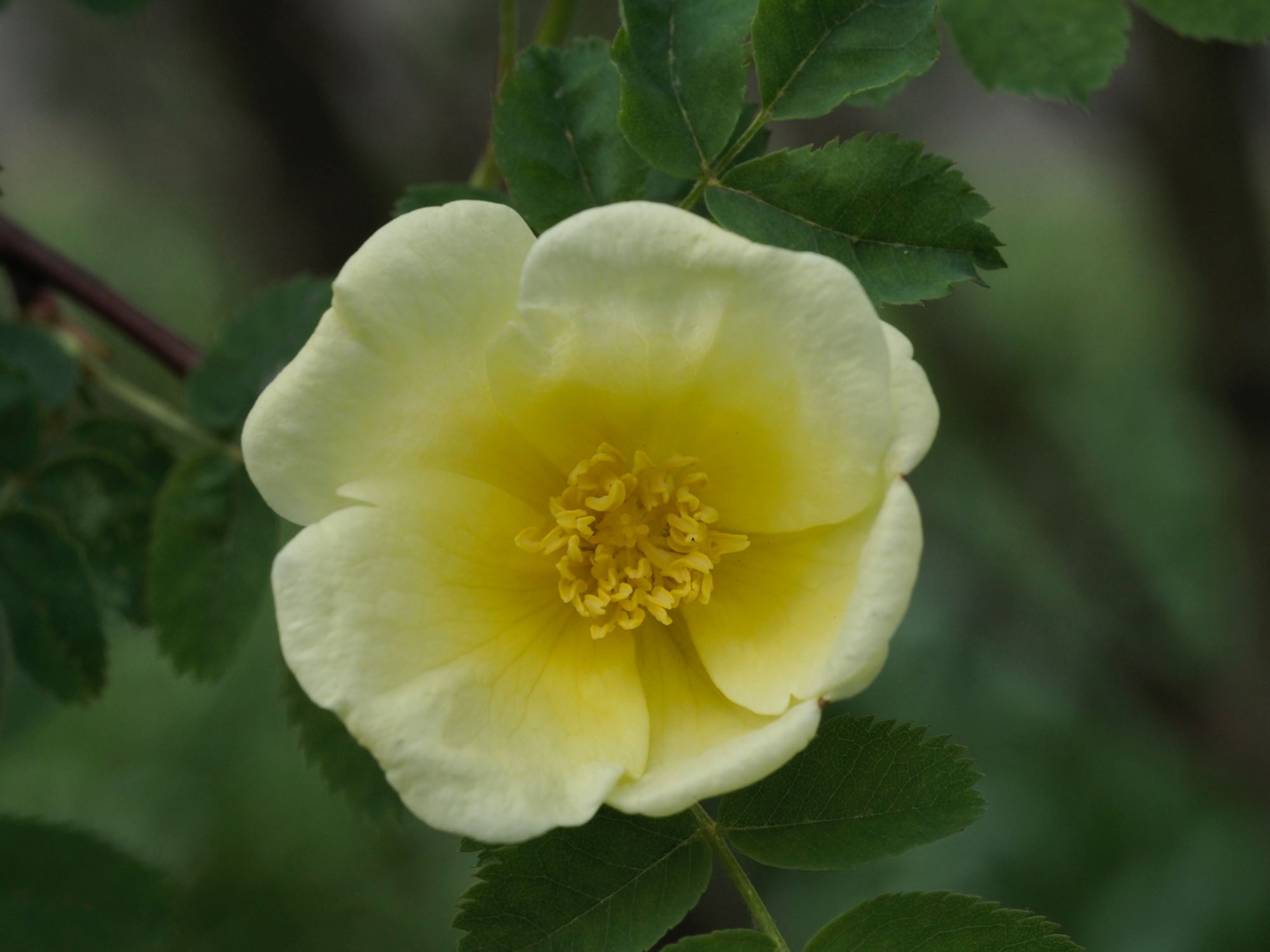 Image of Rosa hugonis