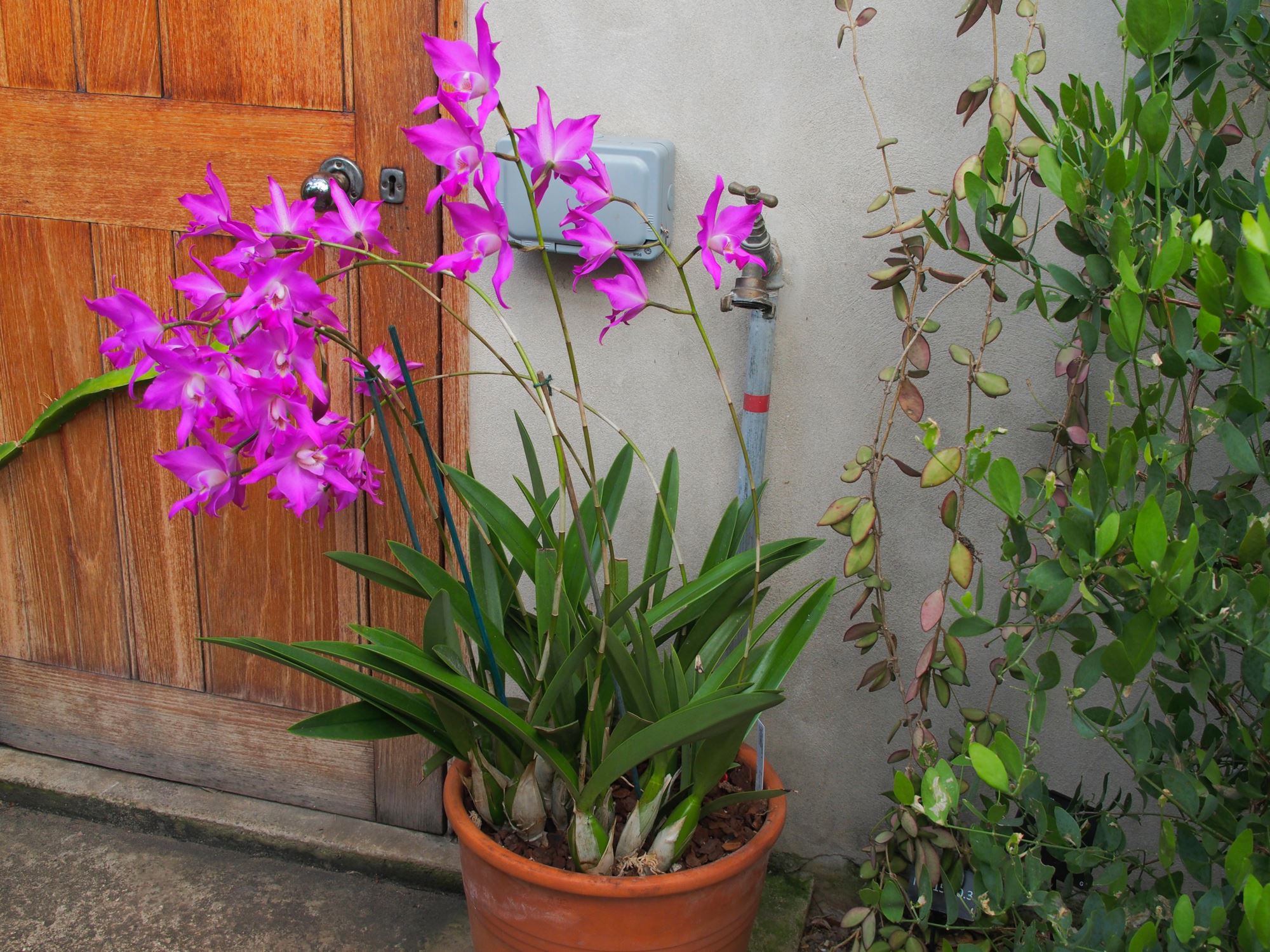 Image of Laelia autumnalis