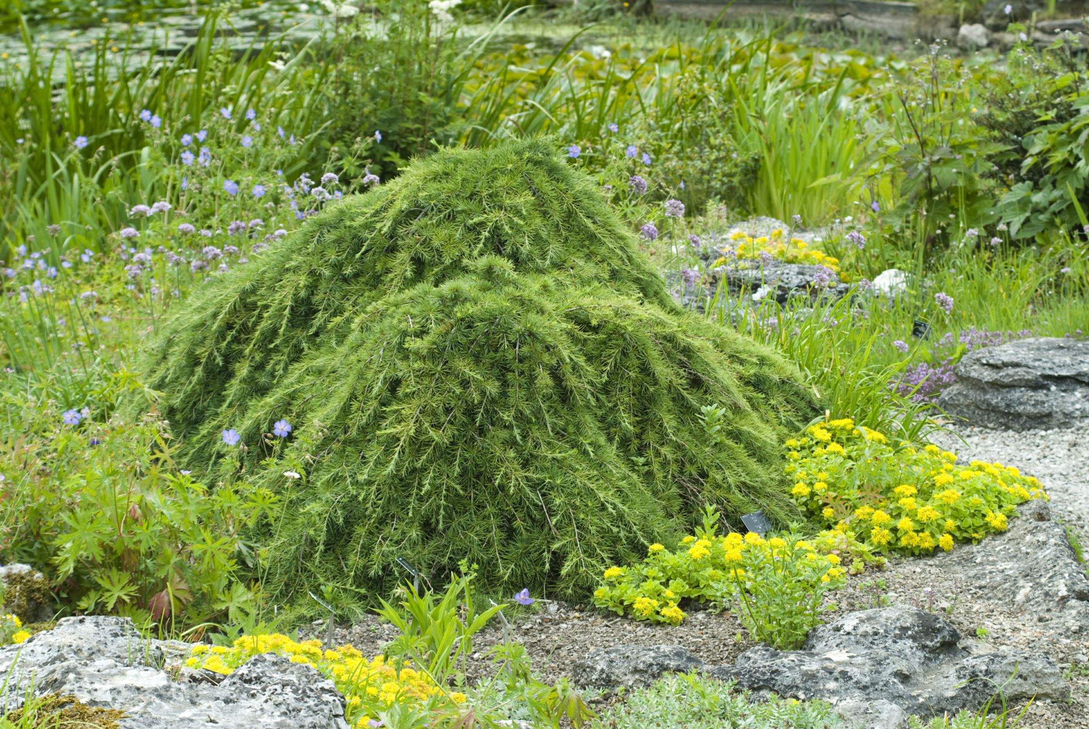 Image of Cedrus libani 'Sargentii'