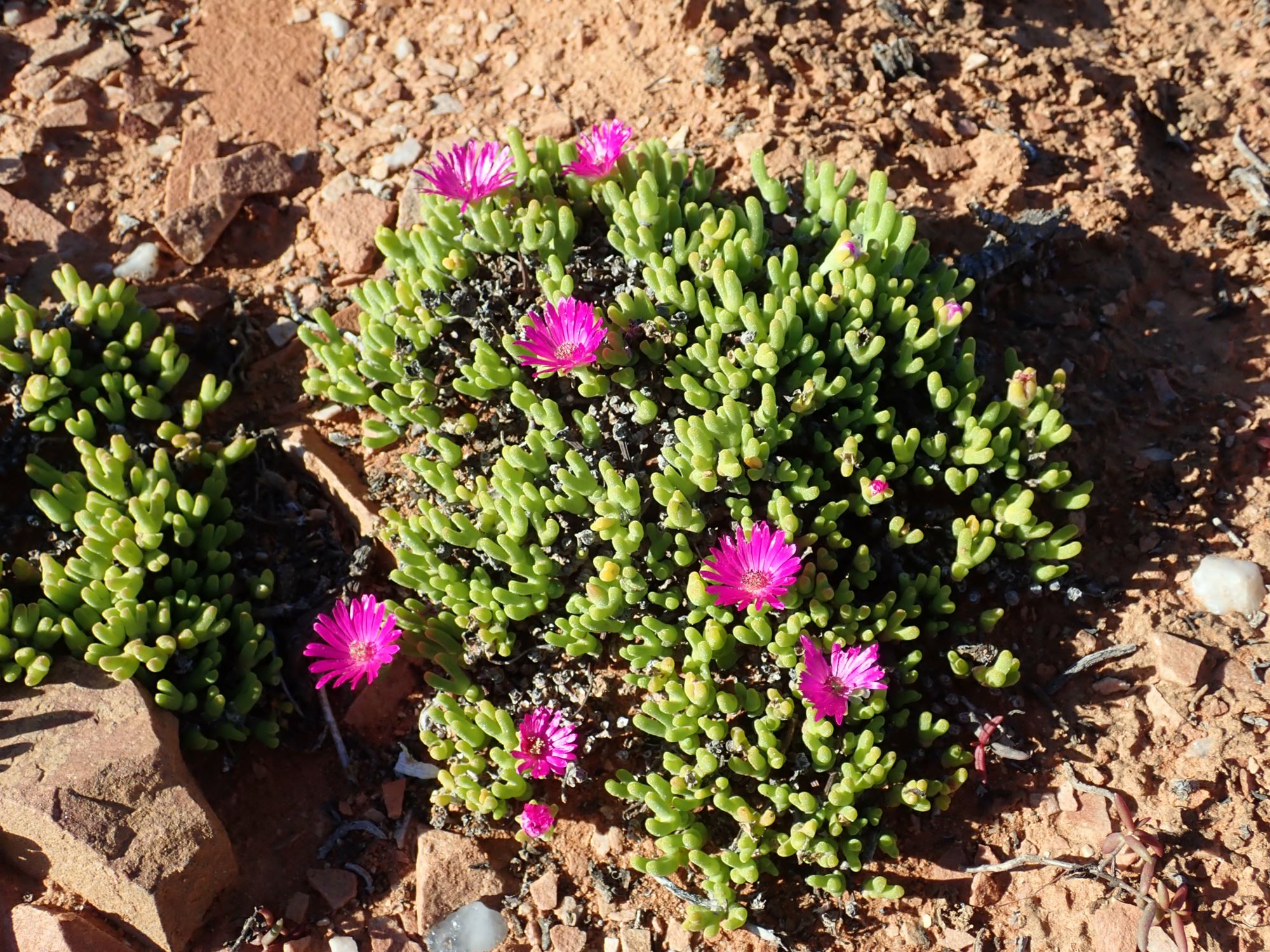 Image of Meyerophytum meyeri