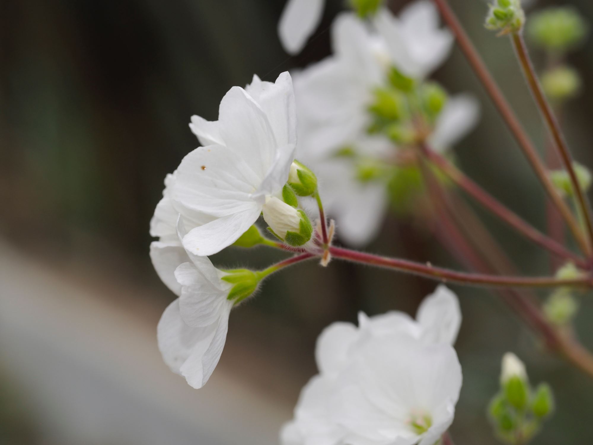 Image of Pelargonium cotyledonis 'Ventnor'