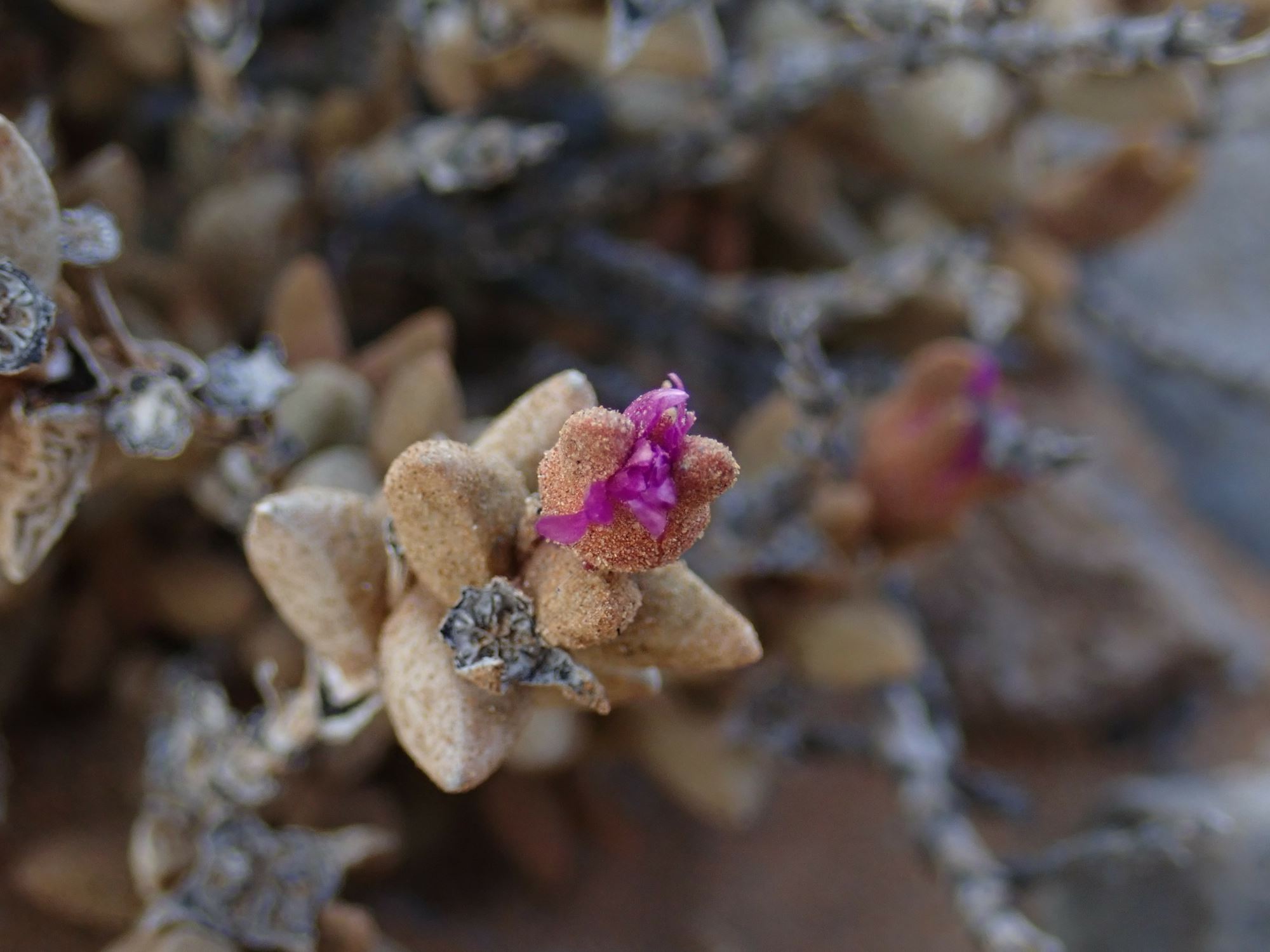 Image of Psammophora modesta