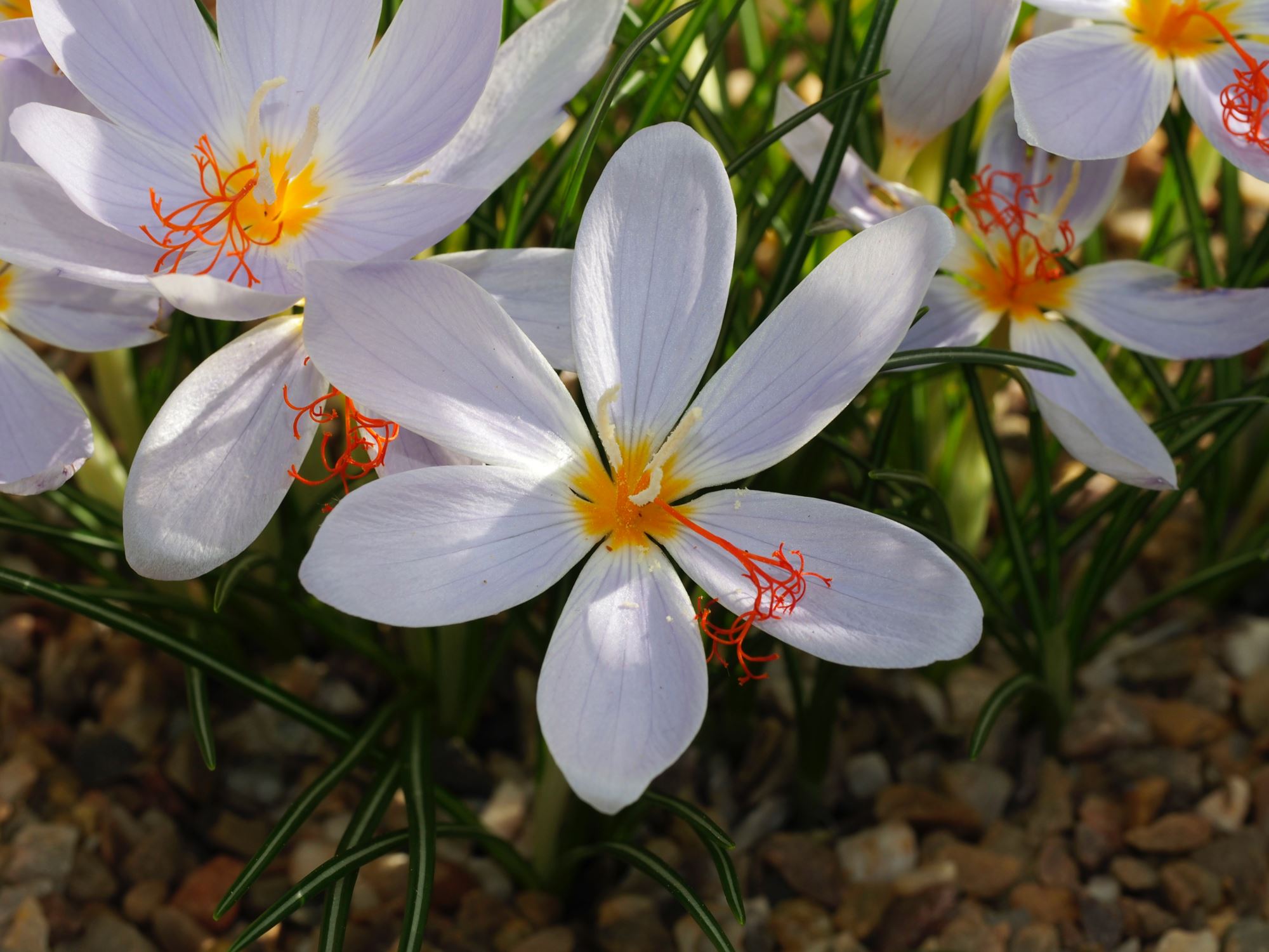 Image of Crocus tournefortii