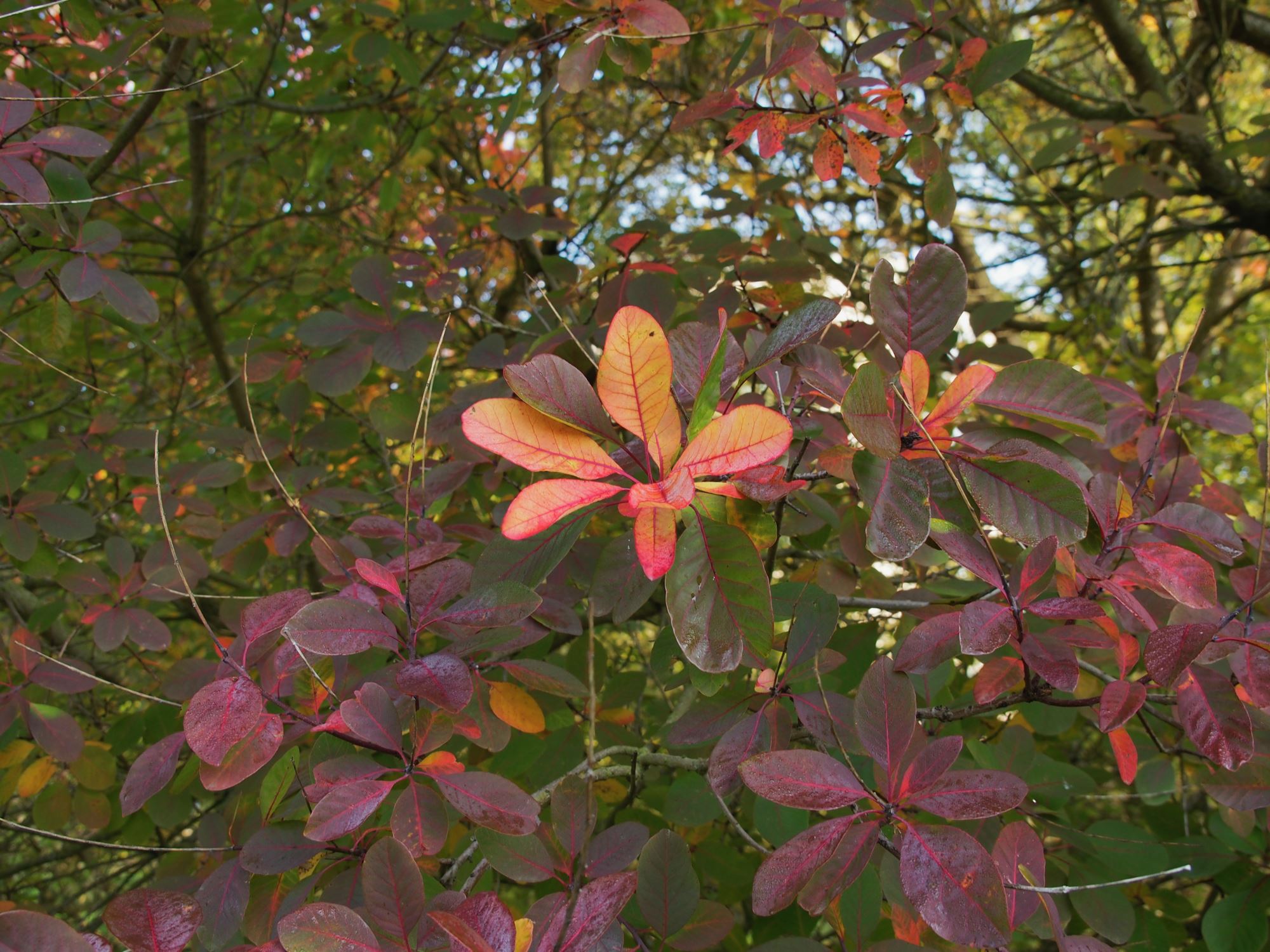 Image of Cotinus coggygria
