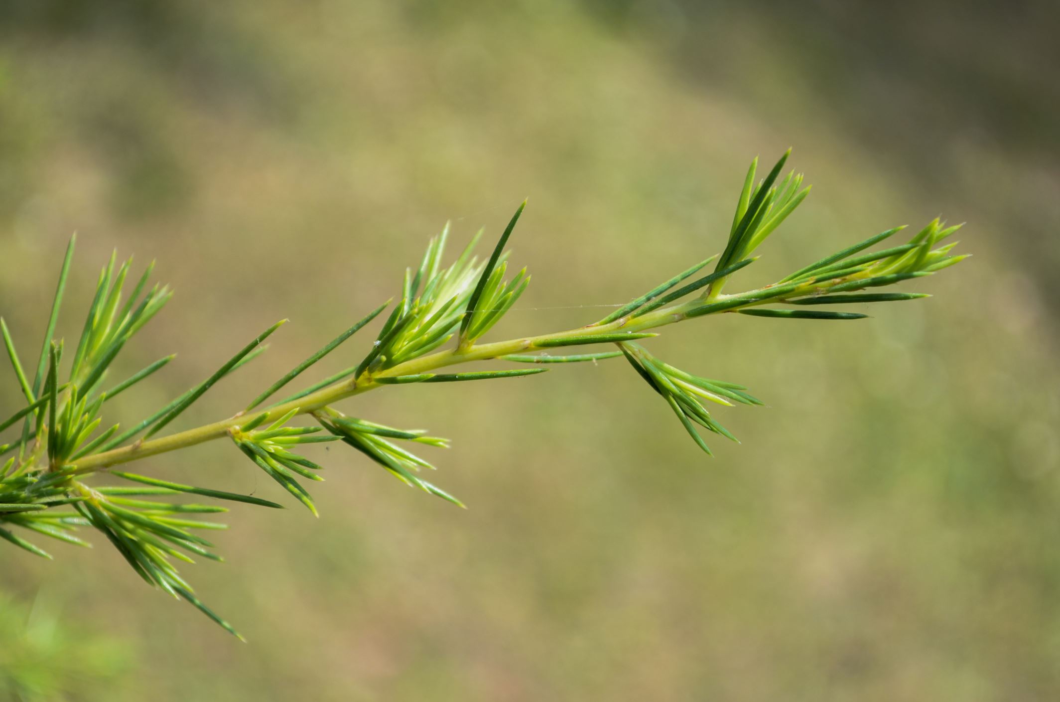 Image of Cedrus libani var. libani
