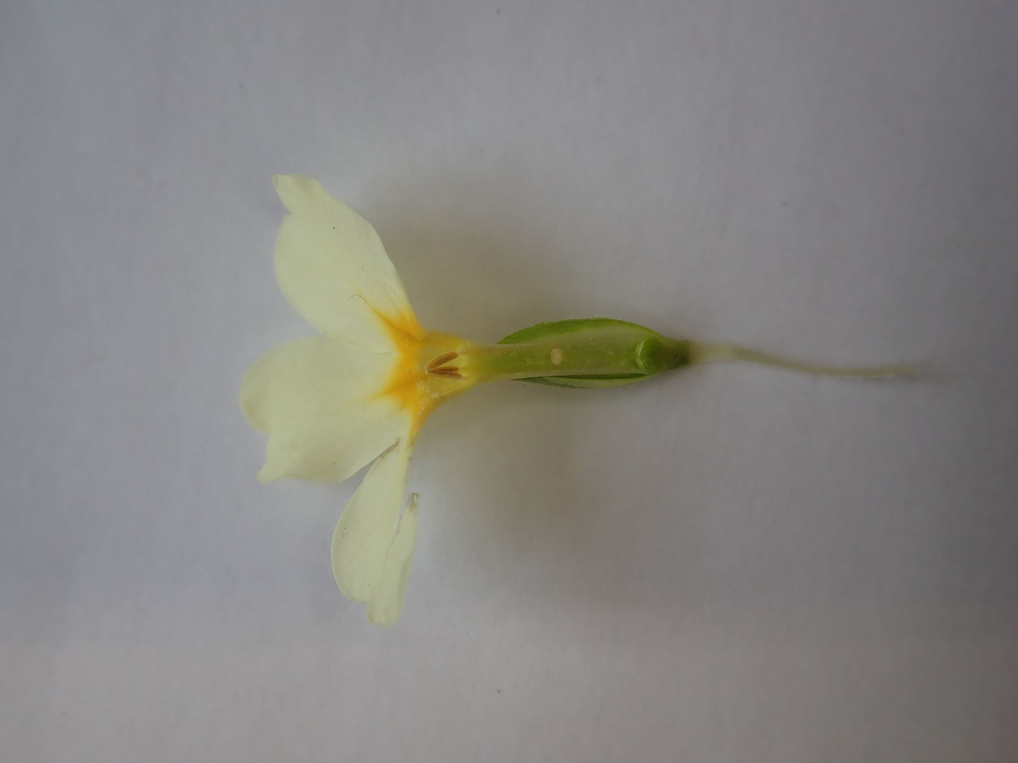 Image of Primula veris