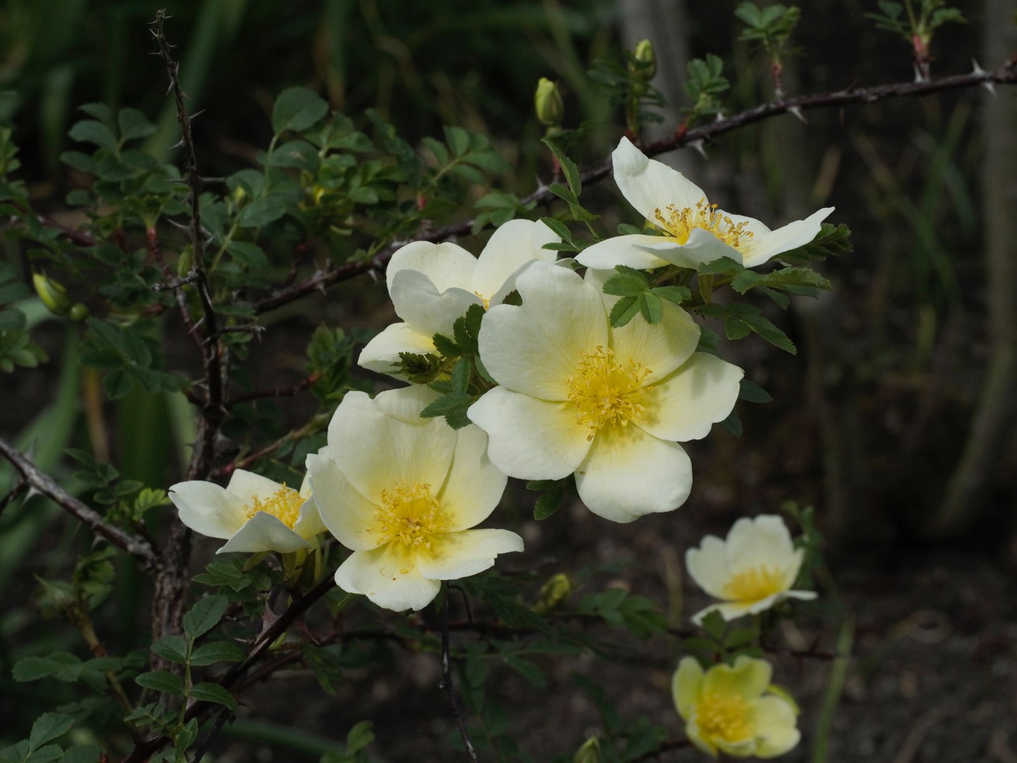 Image of Rosa primula