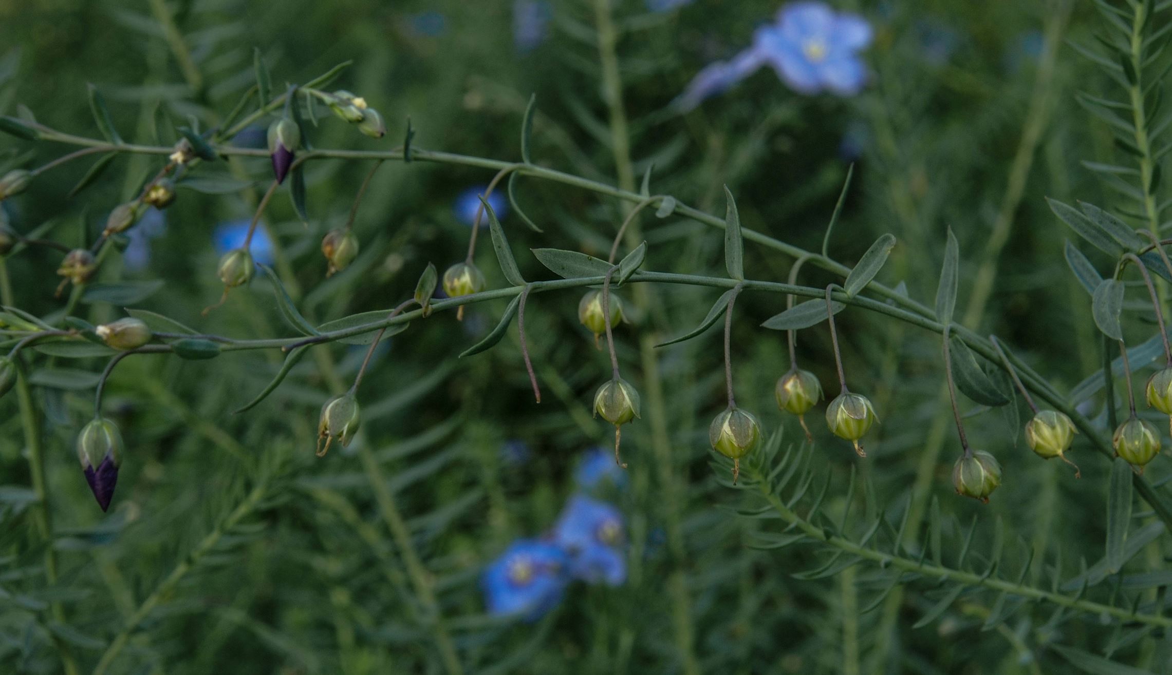 Image of Linum perenne