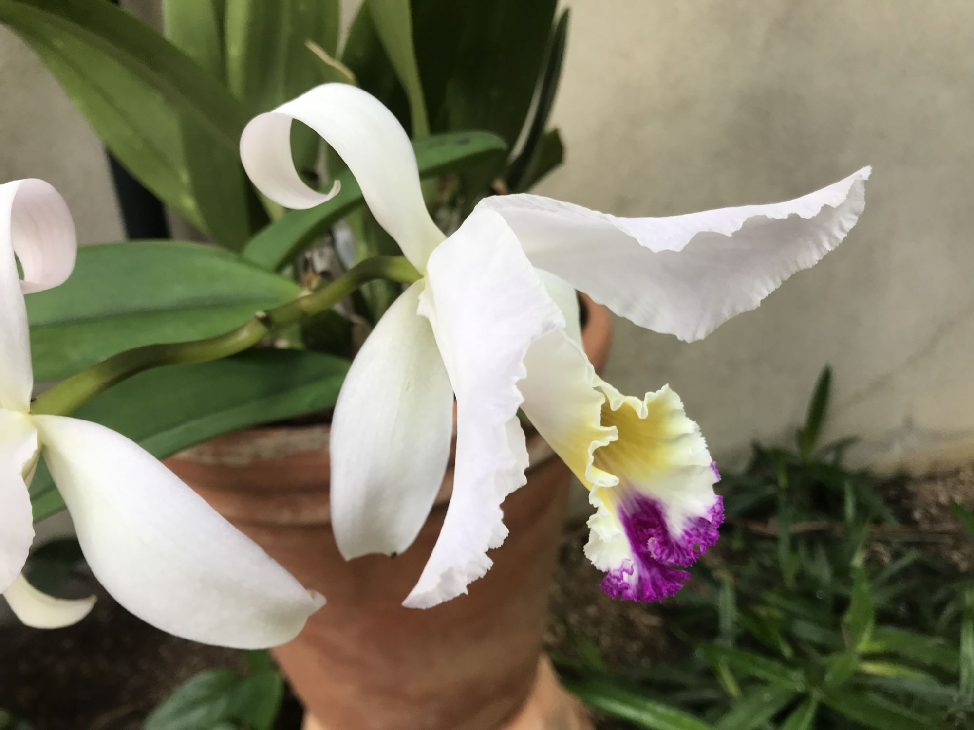 Image of Cattleya trianae