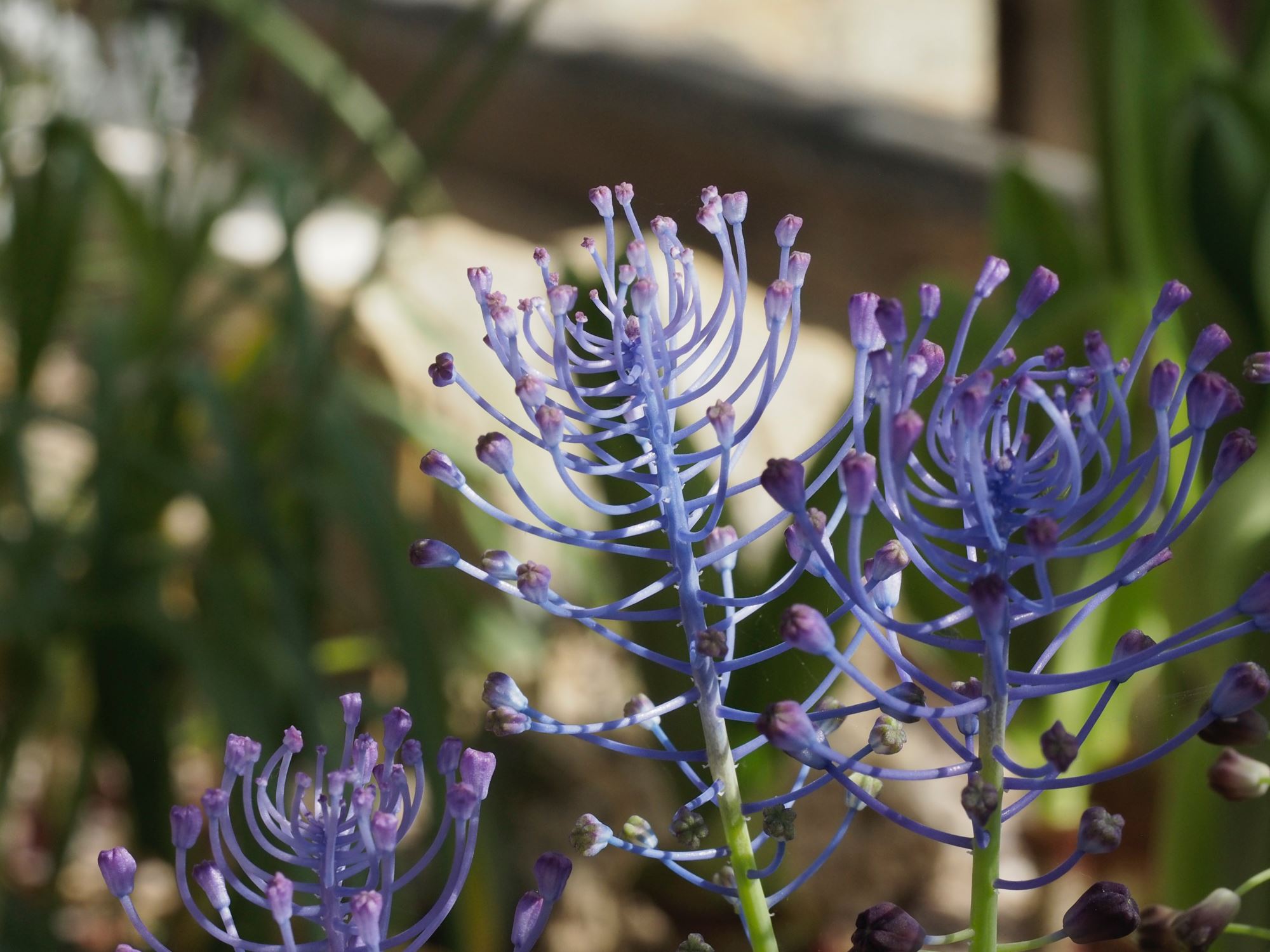 Image of Leopoldia comosa