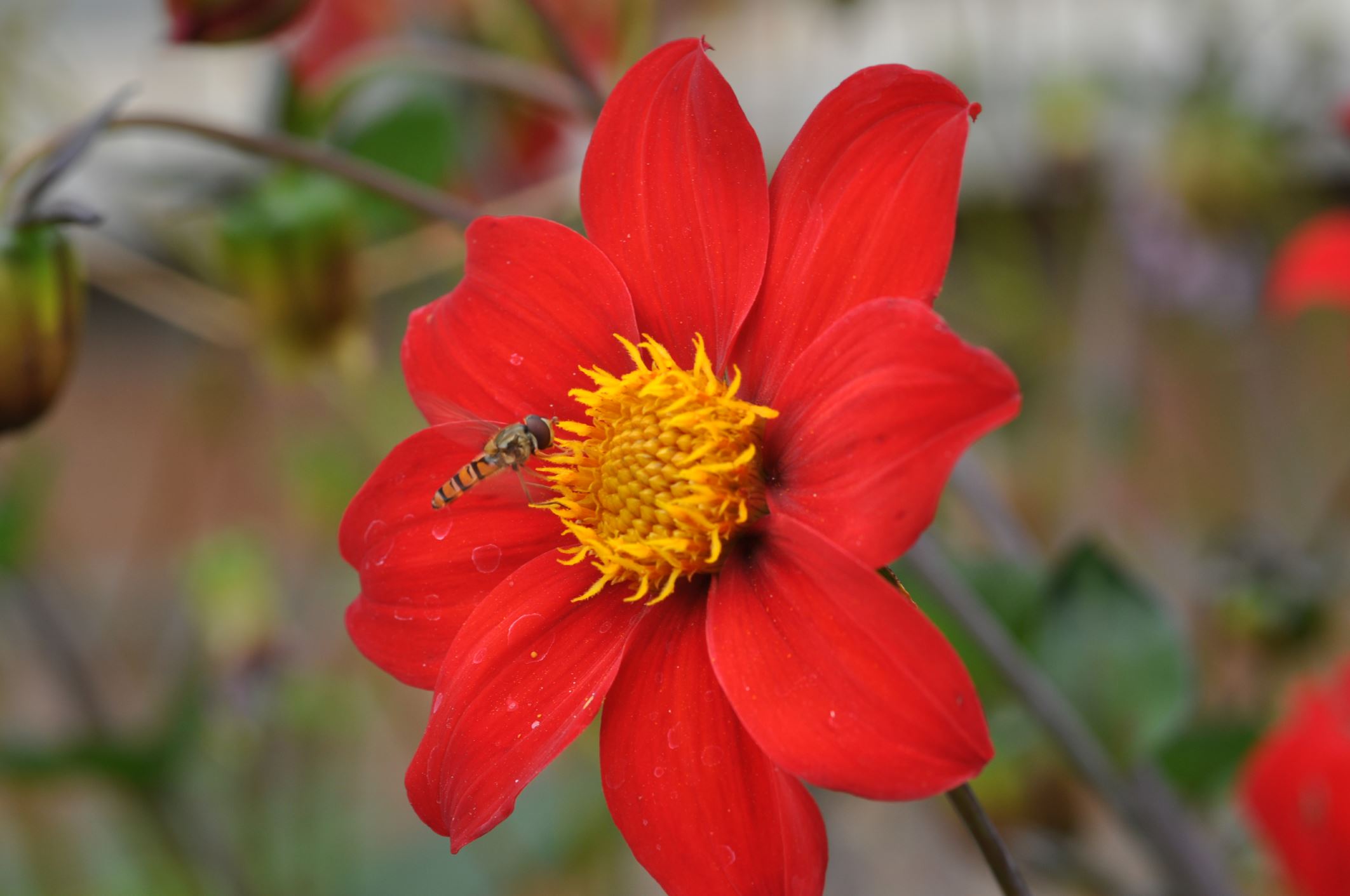 Image of Dahlia coccinea