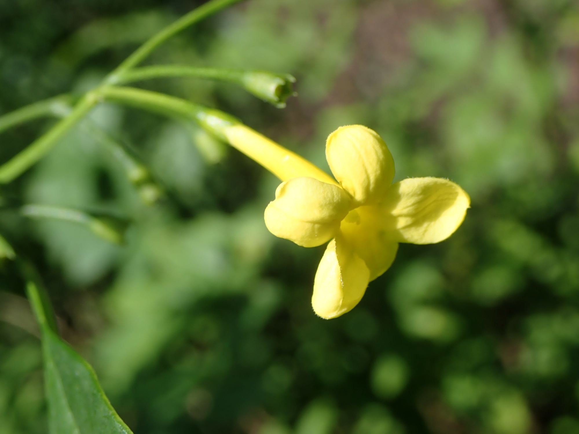 Image of Jasminum humile var. revolutum