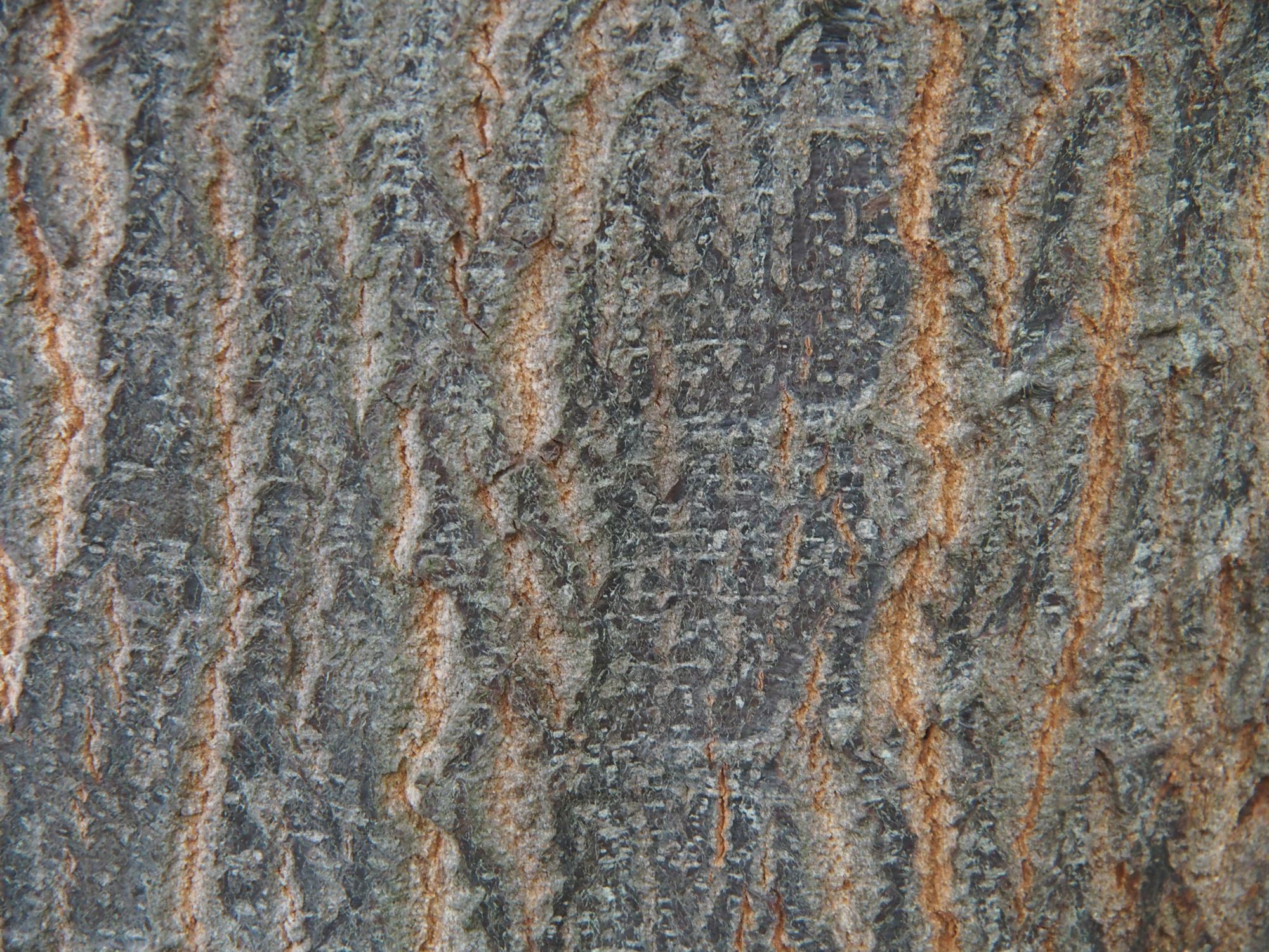 Image of Quercus castaneifolia