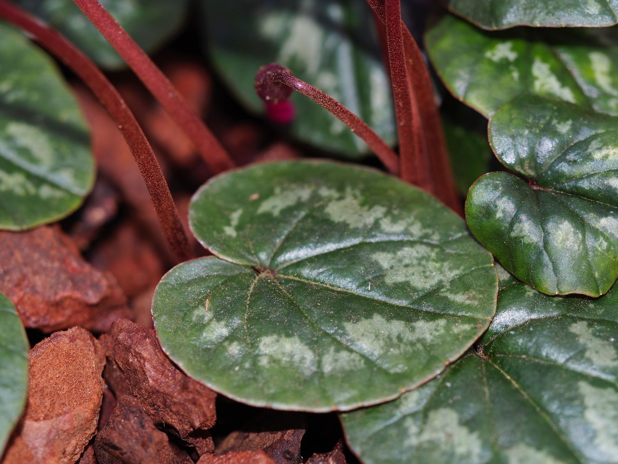 Image of Cyclamen coum subsp. caucasicum