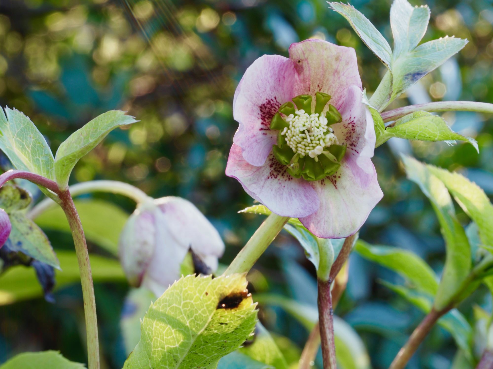 Image of Helleborus orientalis