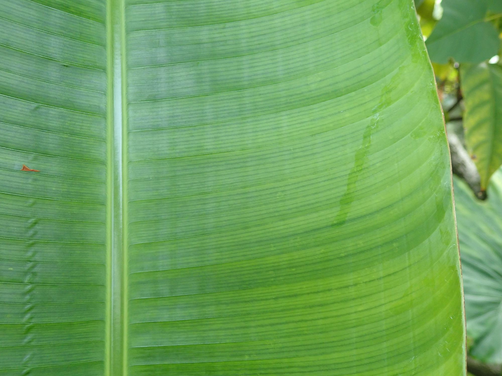 Image of Heliconia latispatha