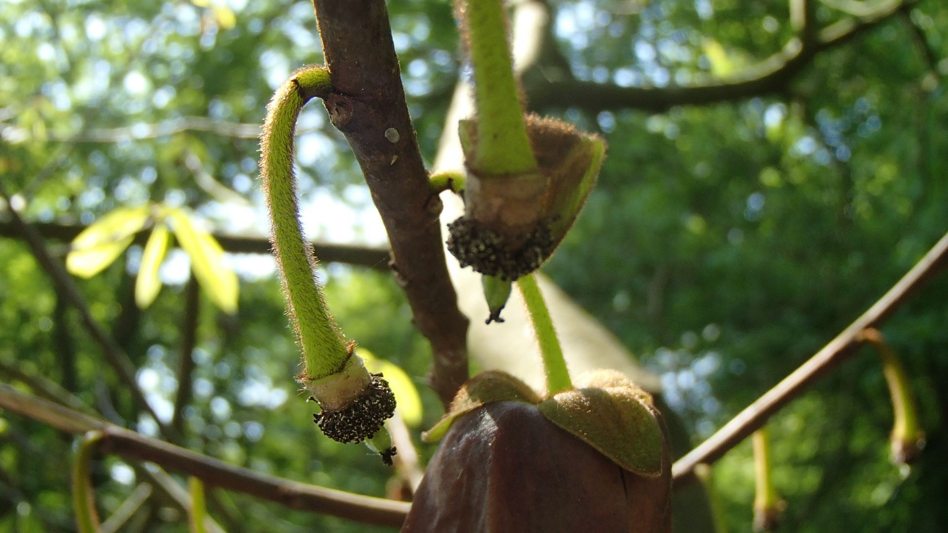 Image of Asimina triloba