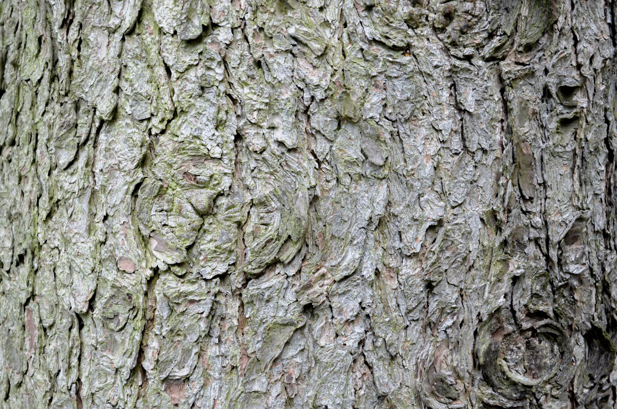 Image of Pinus flexilis