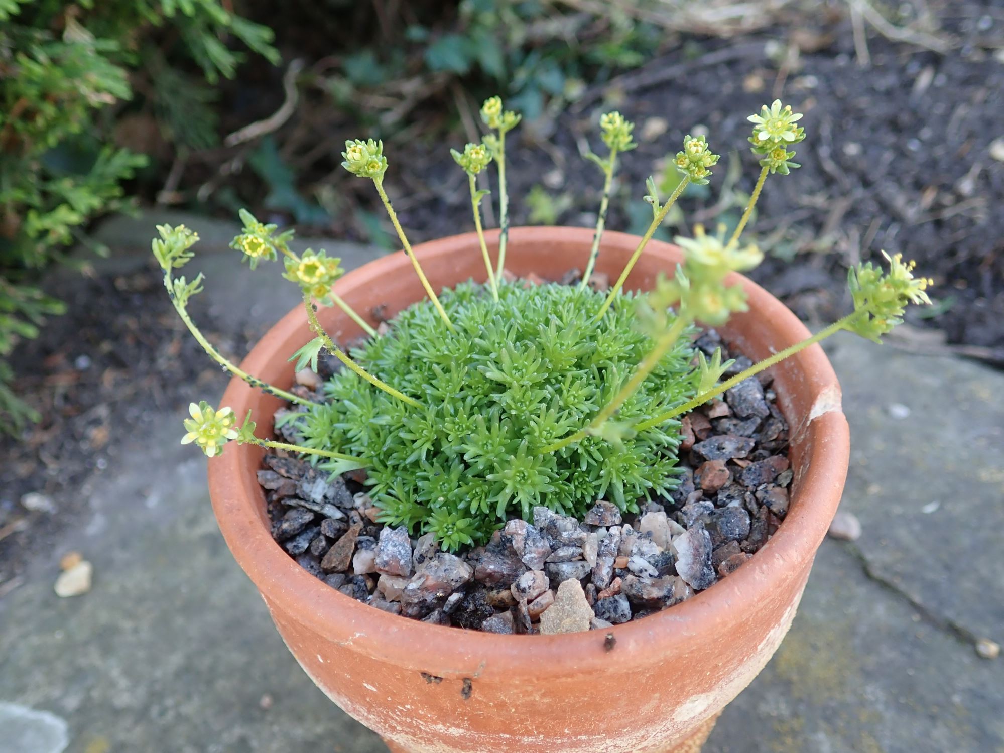 Image of Saxifraga exarata subsp. moschata