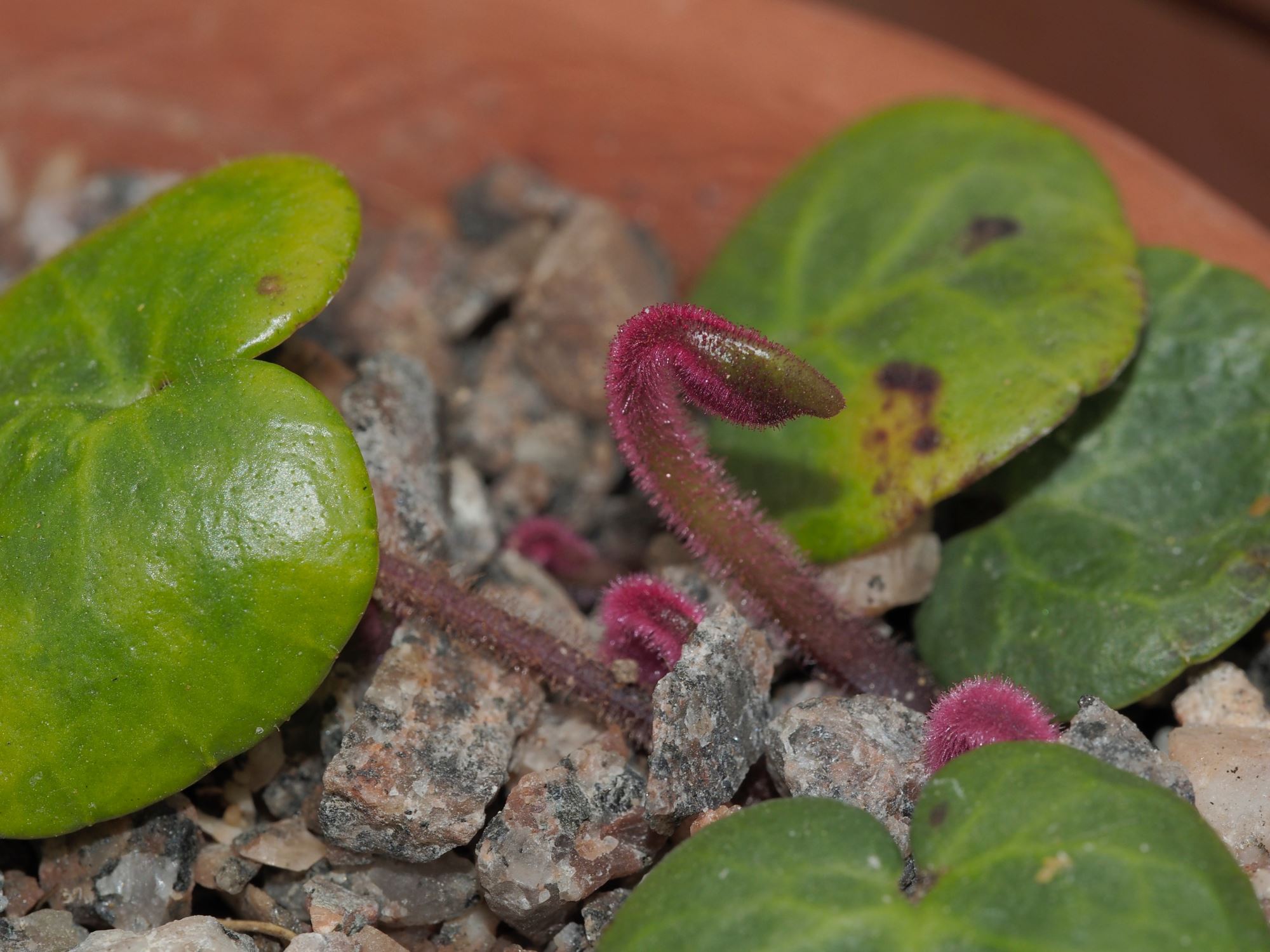 Image of Soldanella villosa