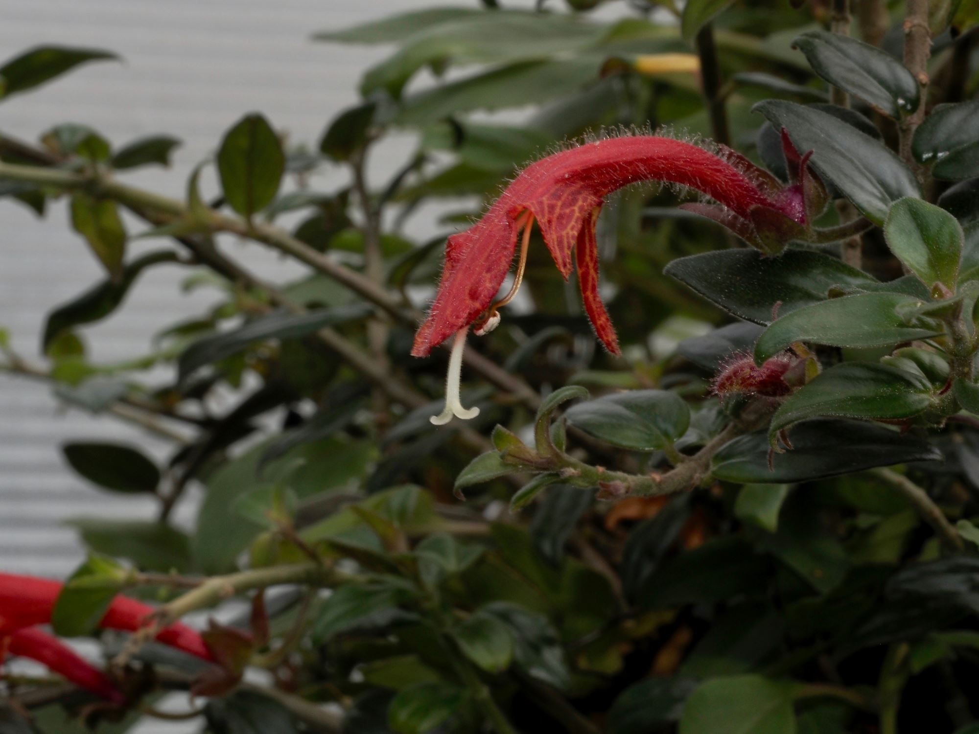 Image of Columnea Ã— banksii