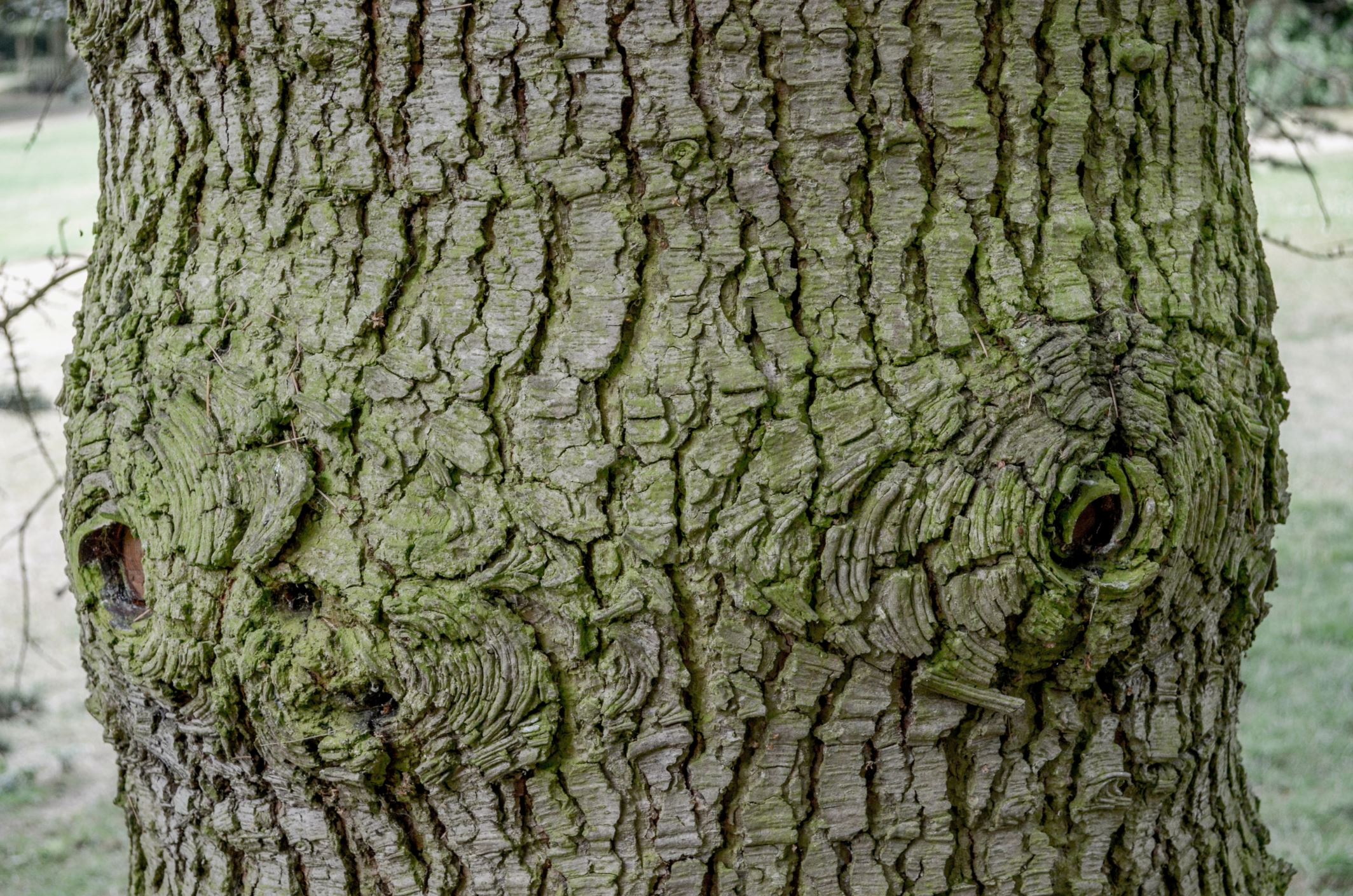 Image of Cedrus libani