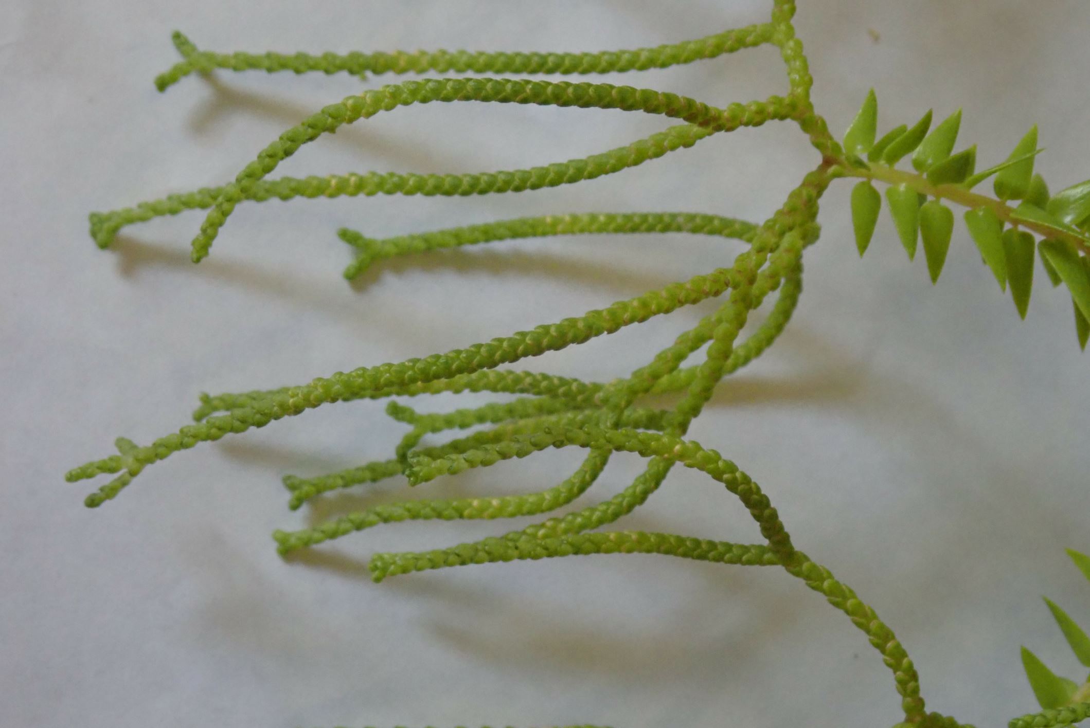 Image of Huperzia phlegmaria