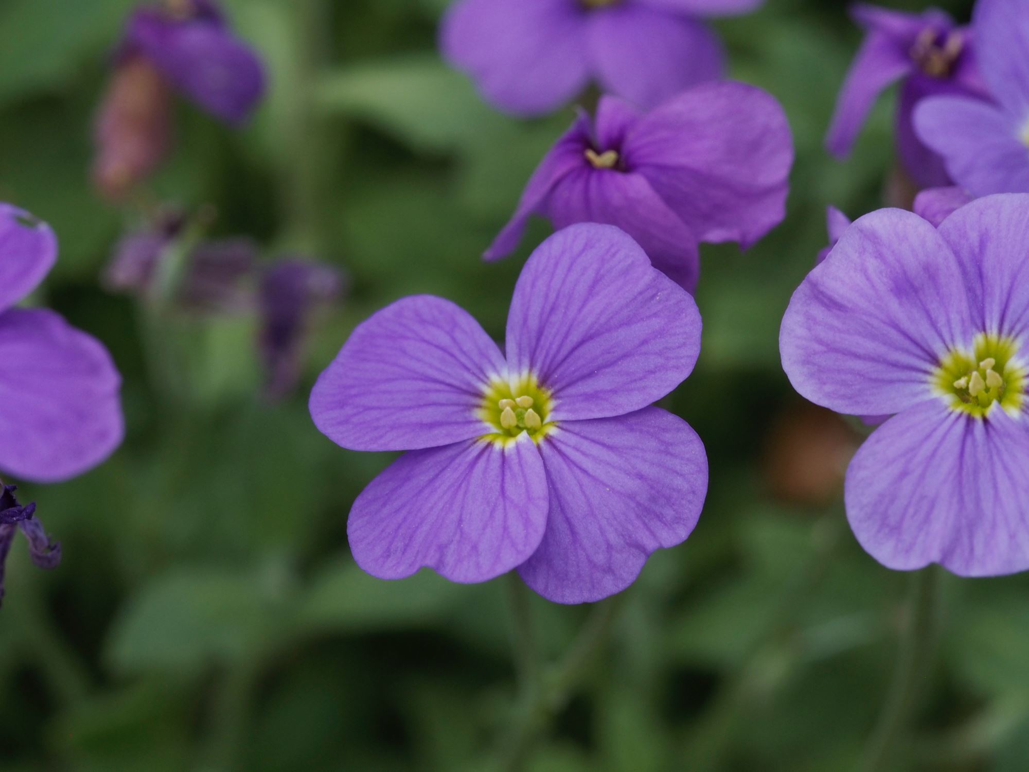 Image of Aubrieta deltoidea