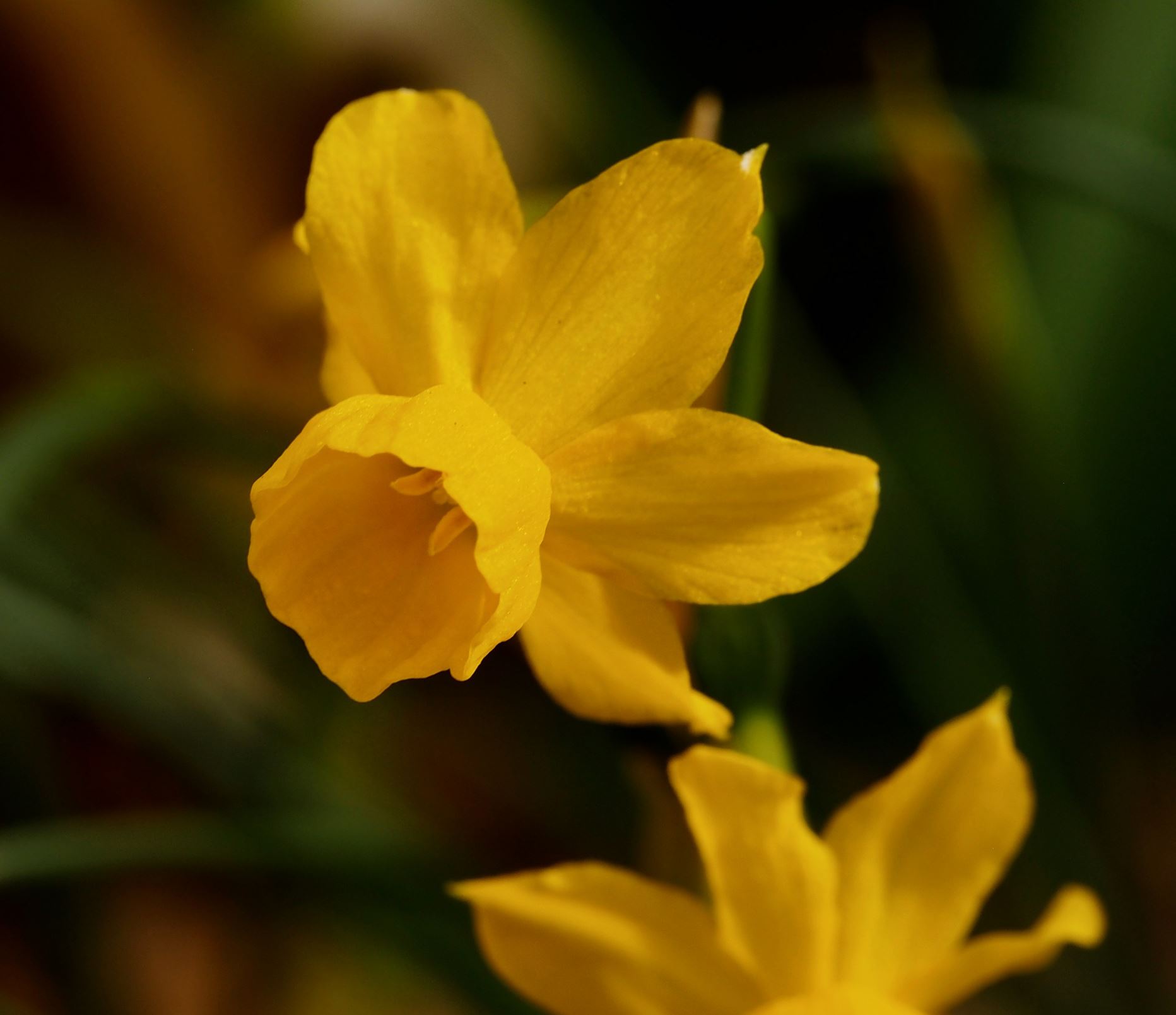 Image of Narcissus willkommii