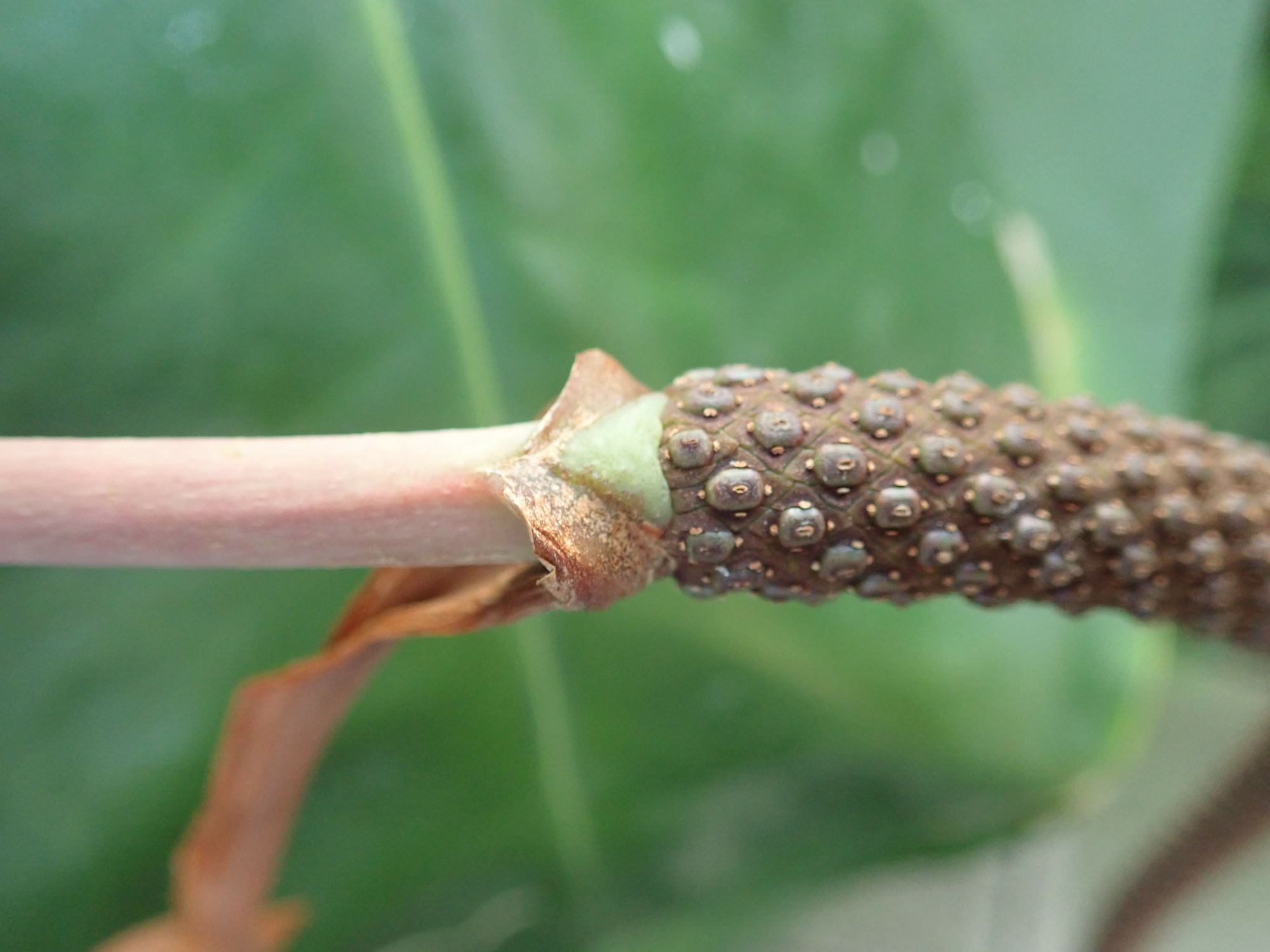 Image of Anthurium verapazense