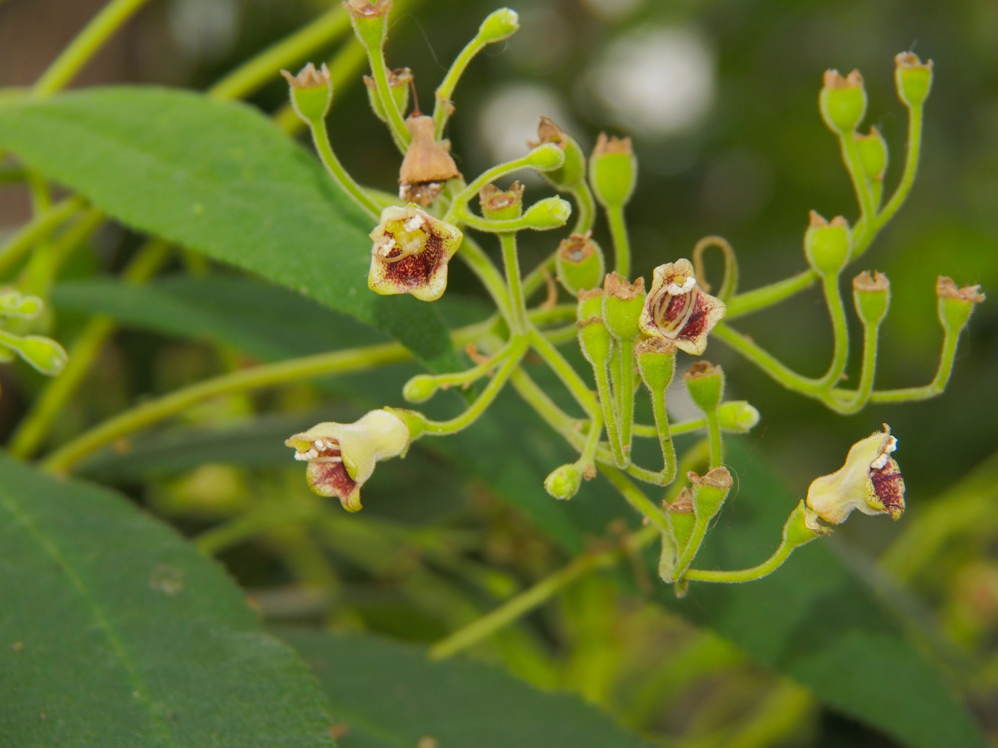 Image of Rhytidophyllum tomentosum