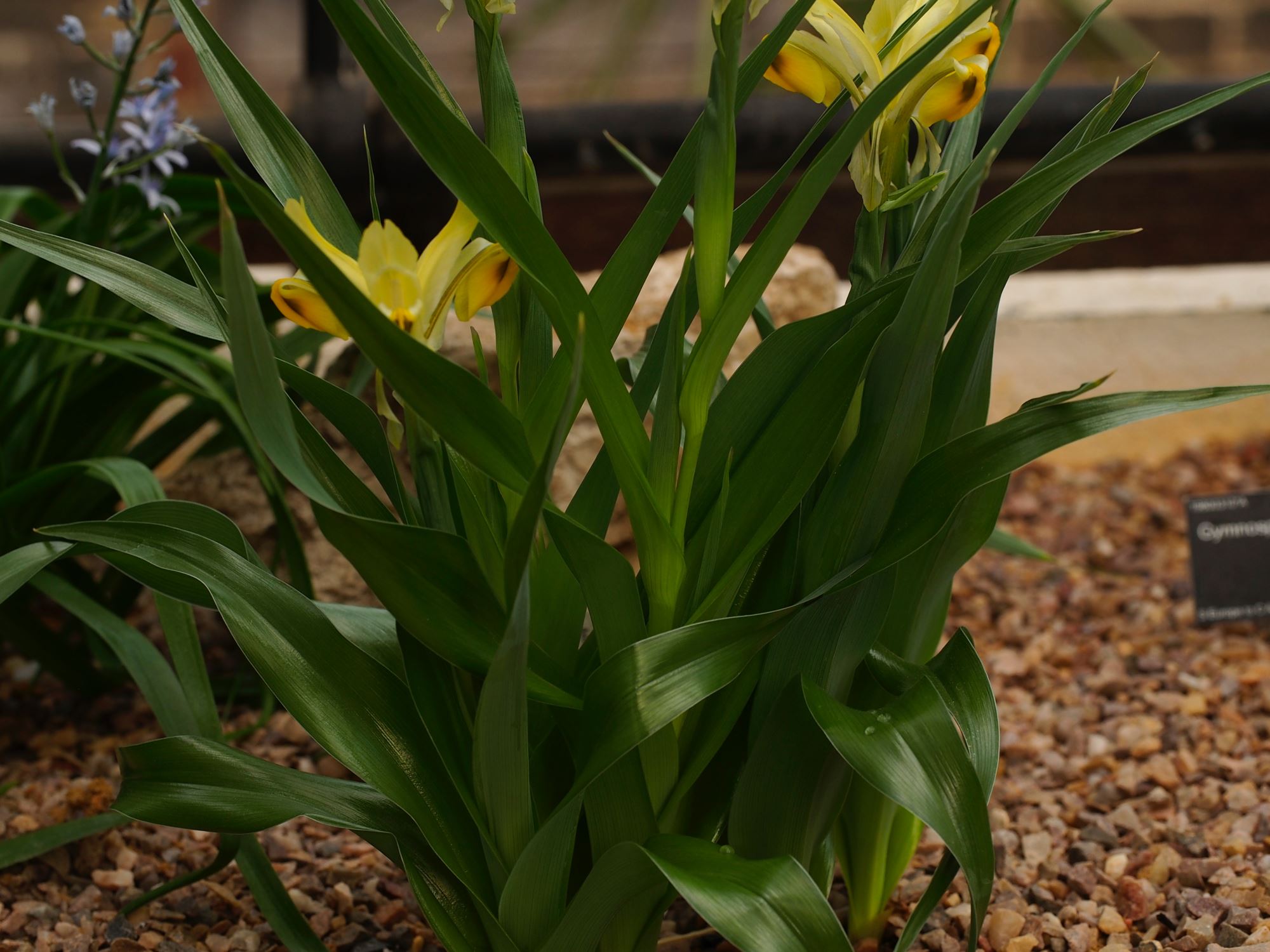 Image of Iris bucharica