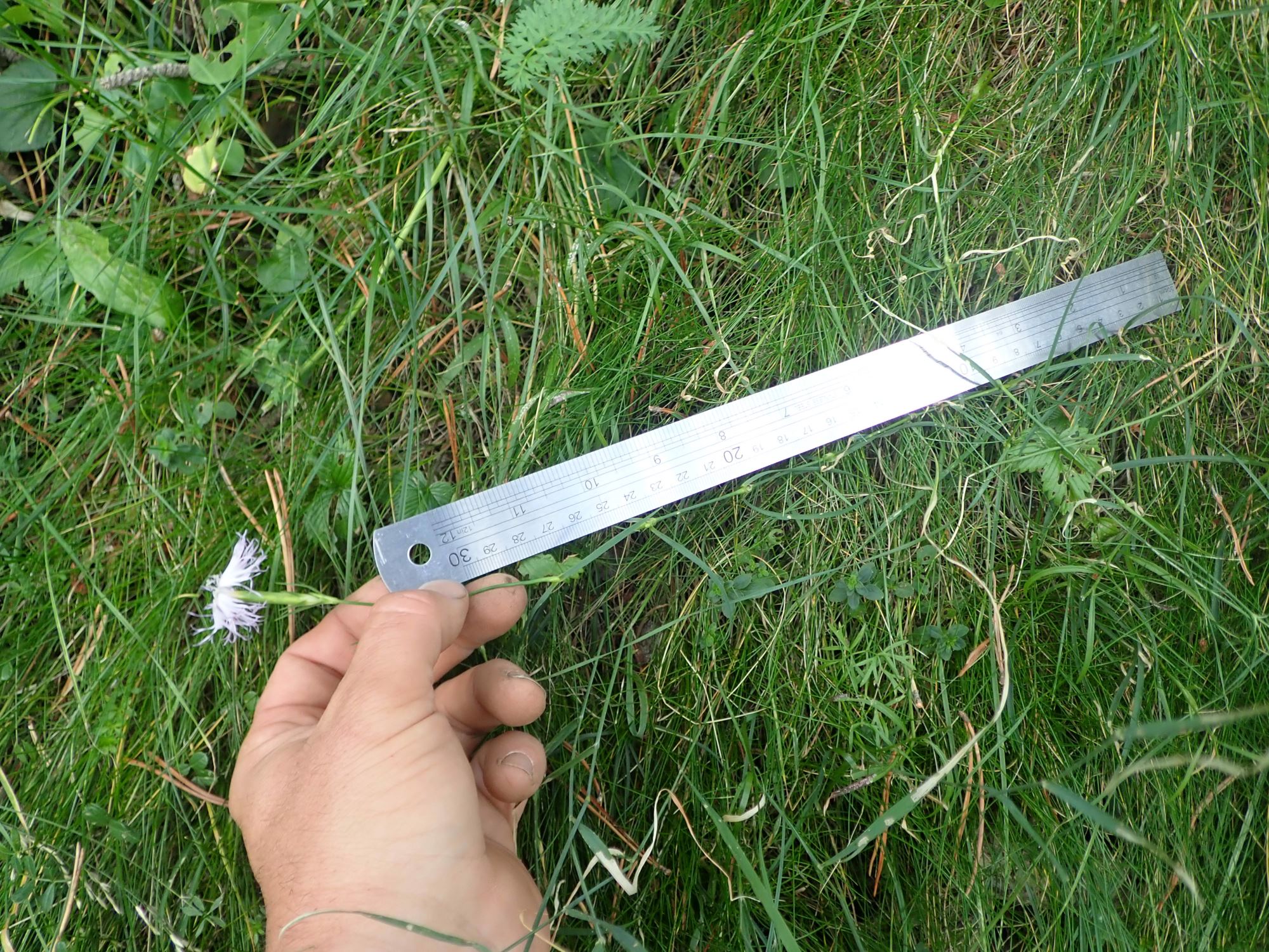 Image of Dianthus monspessulanus
