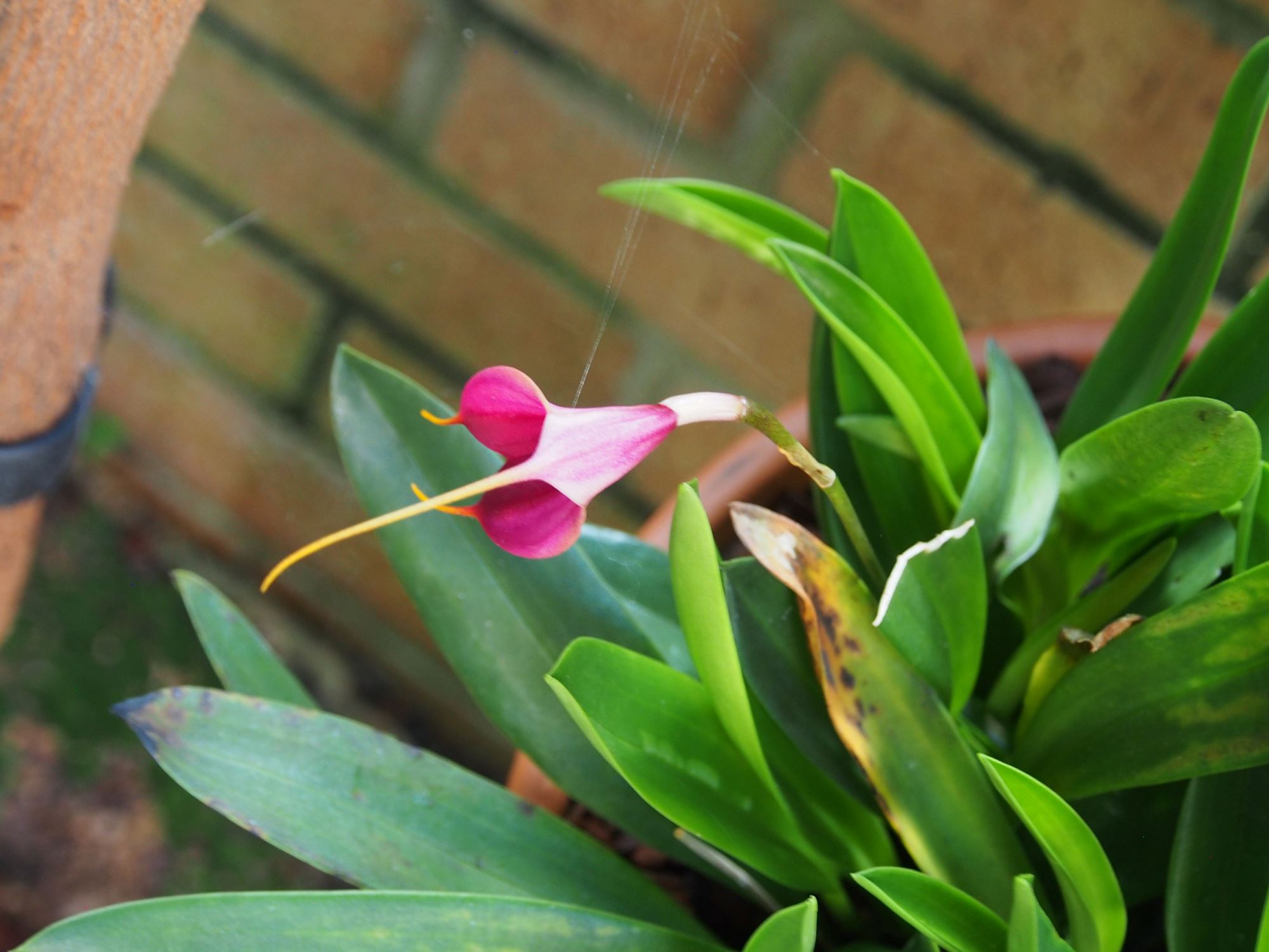 Image of Masdevallia heathii Ã— M. discoidea