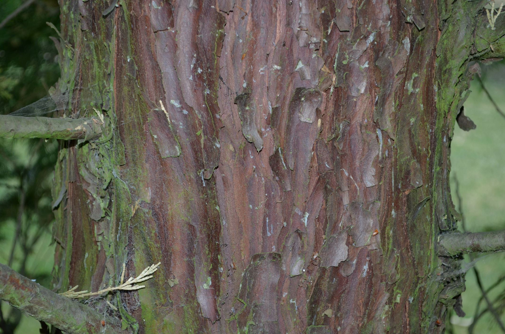 Image of Calocedrus decurrens 'Pillar'
