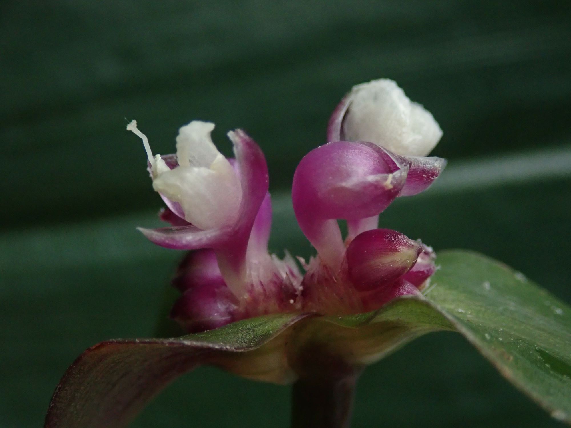Image of Tradescantia zanonia