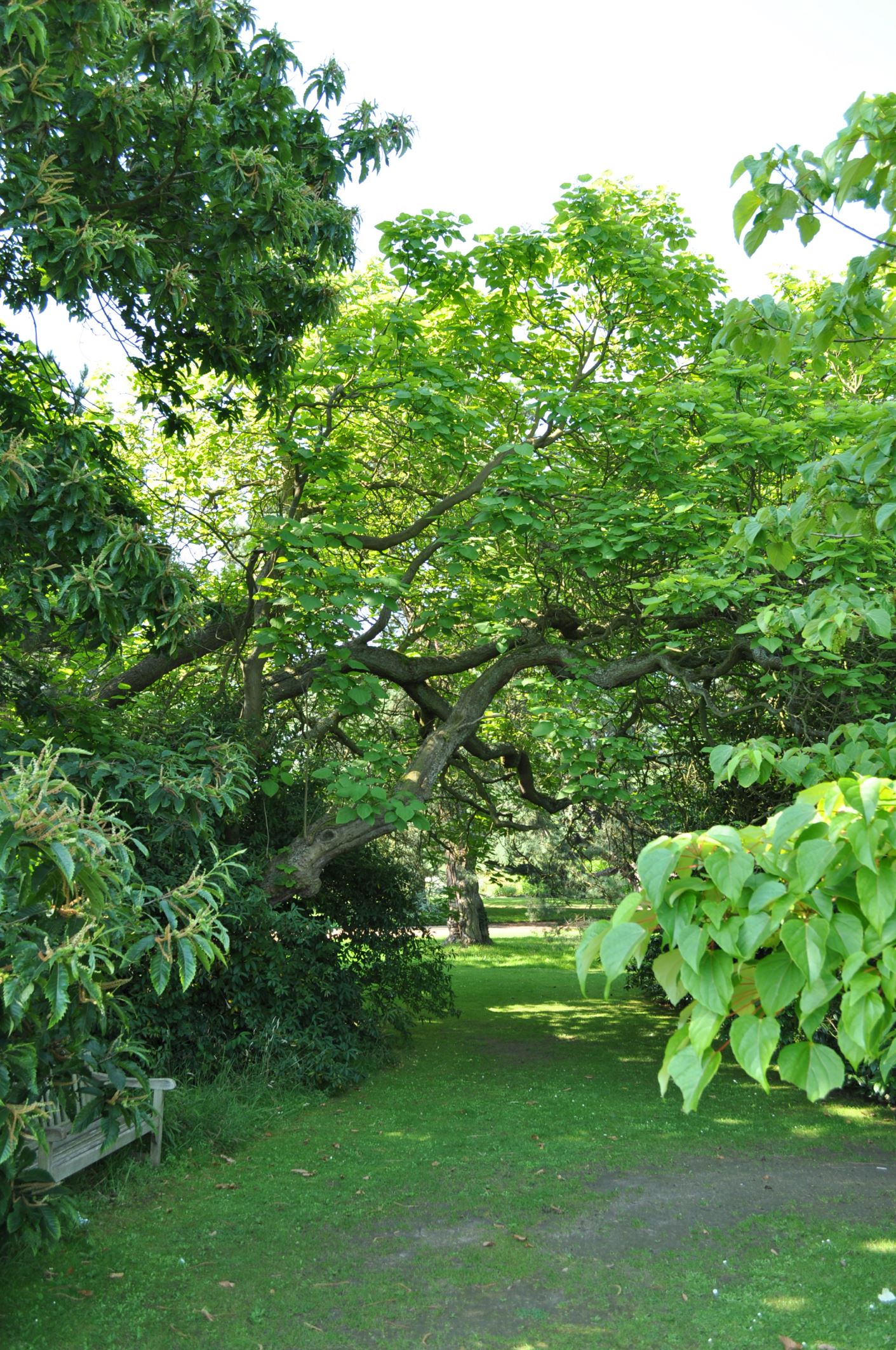 Image of Catalpa bignonioides
