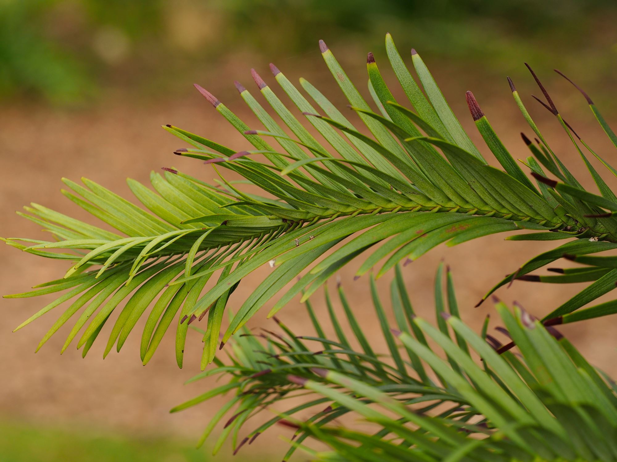 Image of Wollemia nobilis