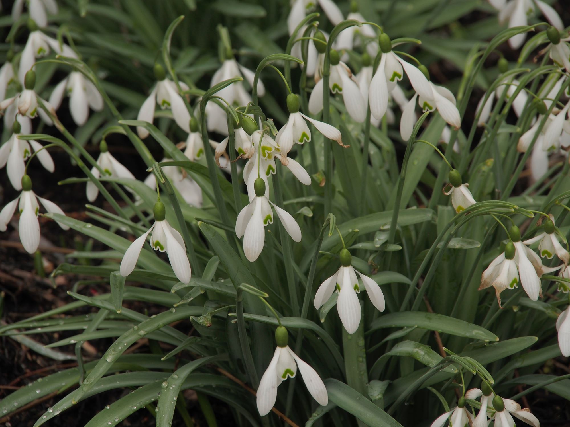 Image of Galanthus 'Magnet'