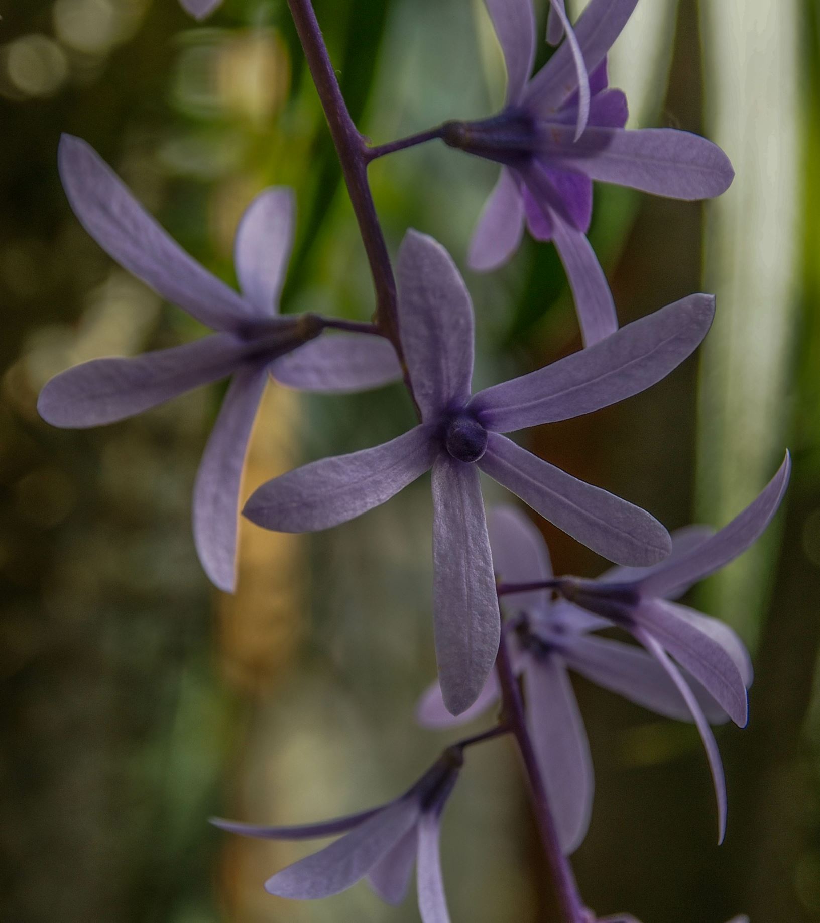 Image of Petrea volubilis