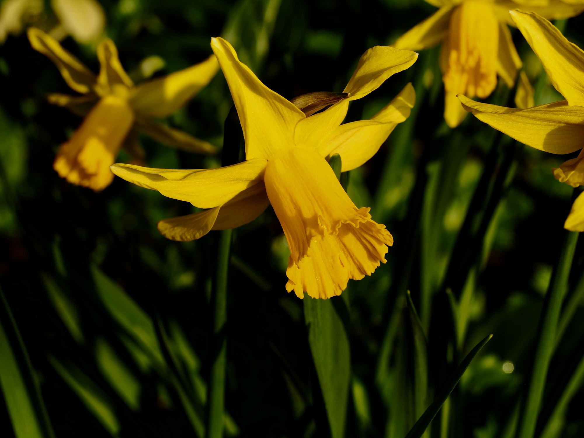 Image of Narcissus 'February Gold'