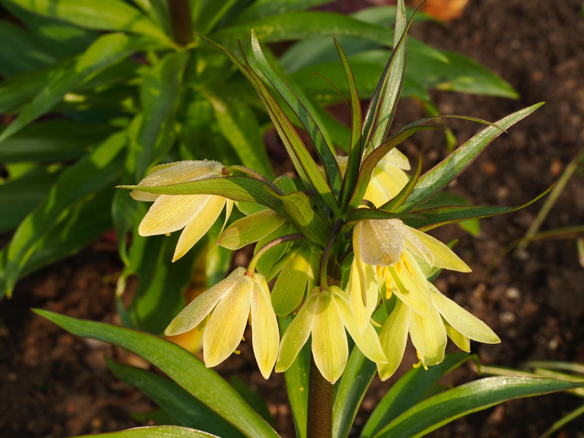 Image of Fritillaria raddeana
