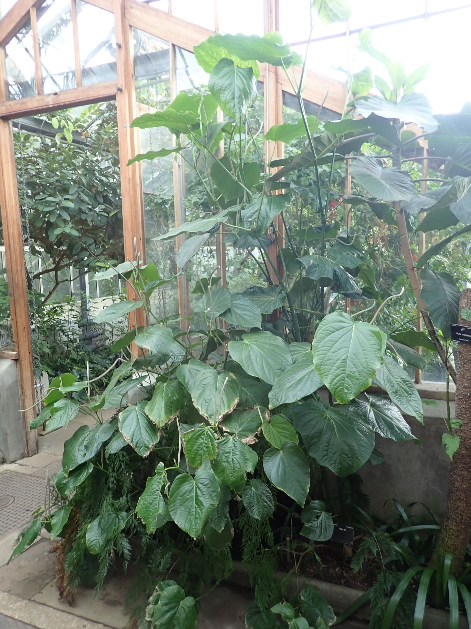 Image of Piper auritum