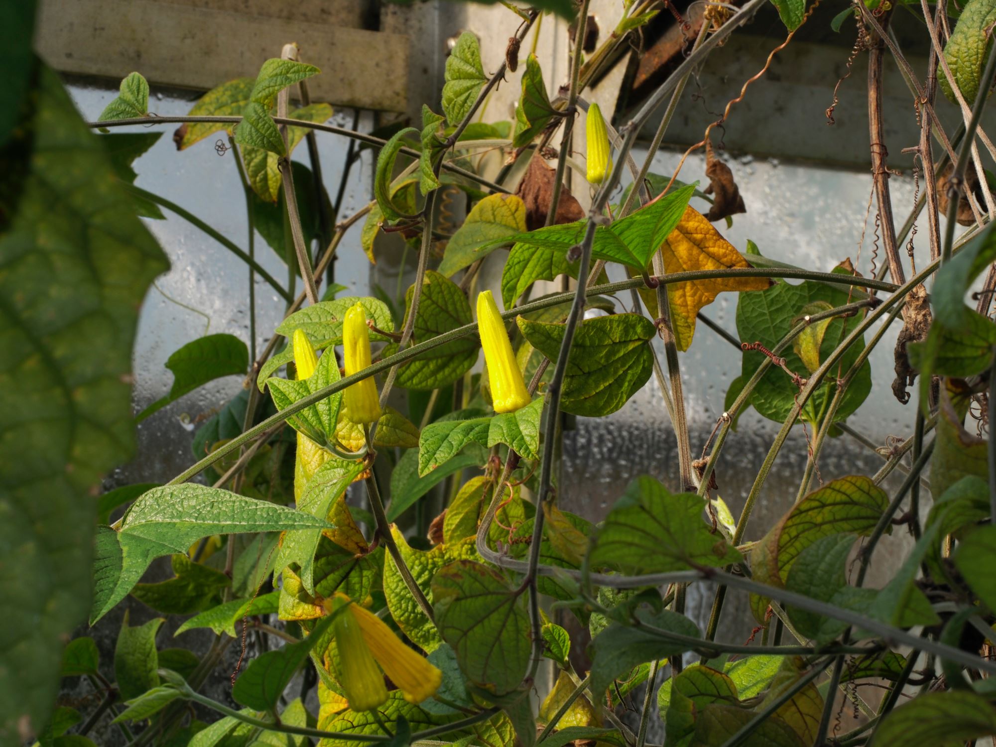 Image of Passiflora citrina