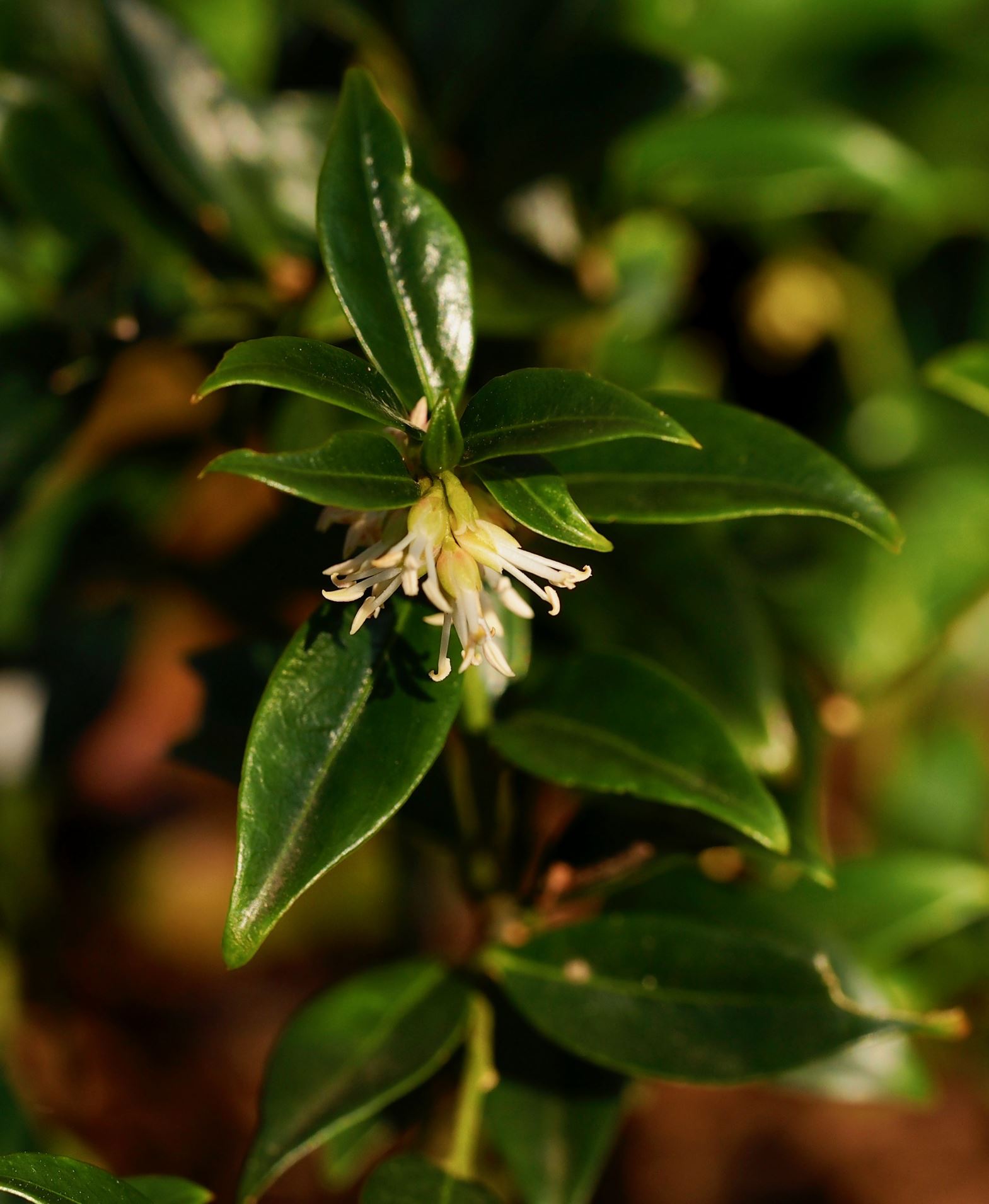 Image of Sarcococca confusa