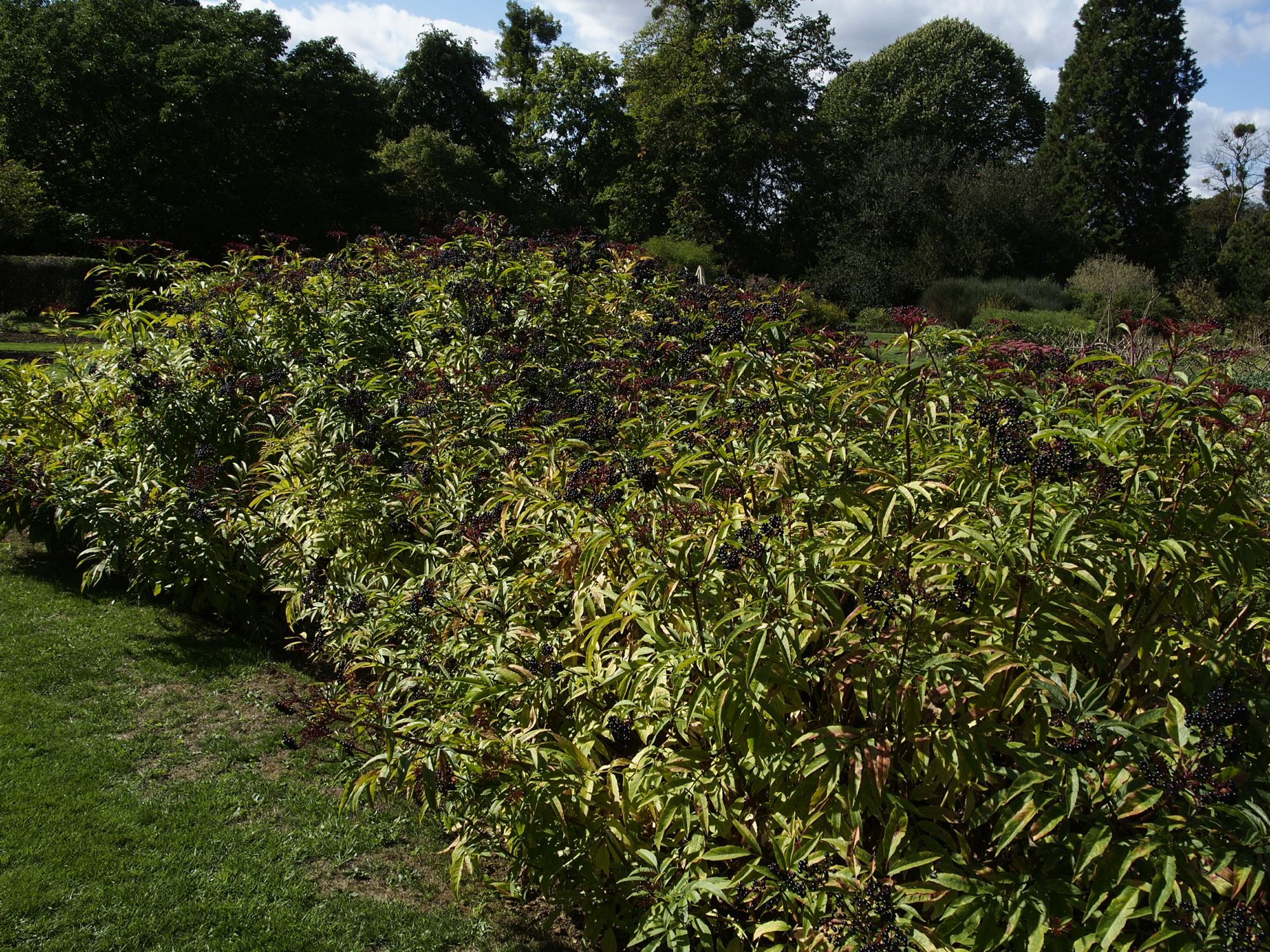 Image of Sambucus ebulus