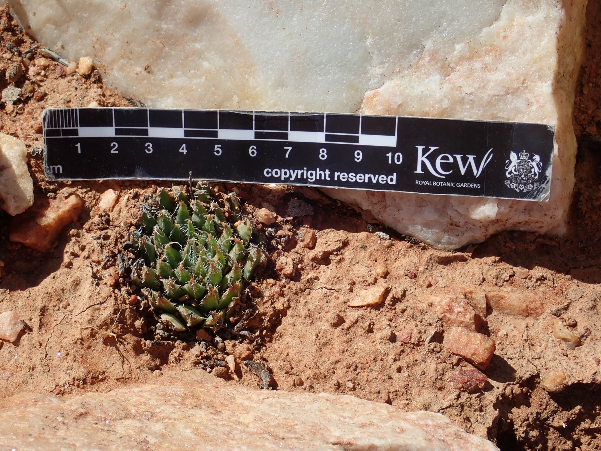 Image of Haworthia arachnoidea