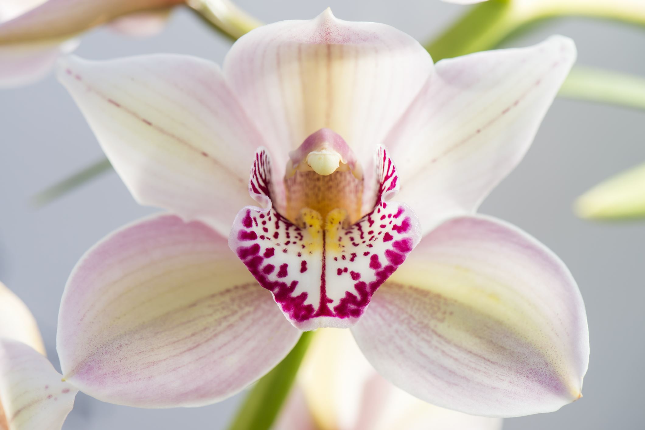 Image of Cymbidium 'Vieux Rose Dell Park'